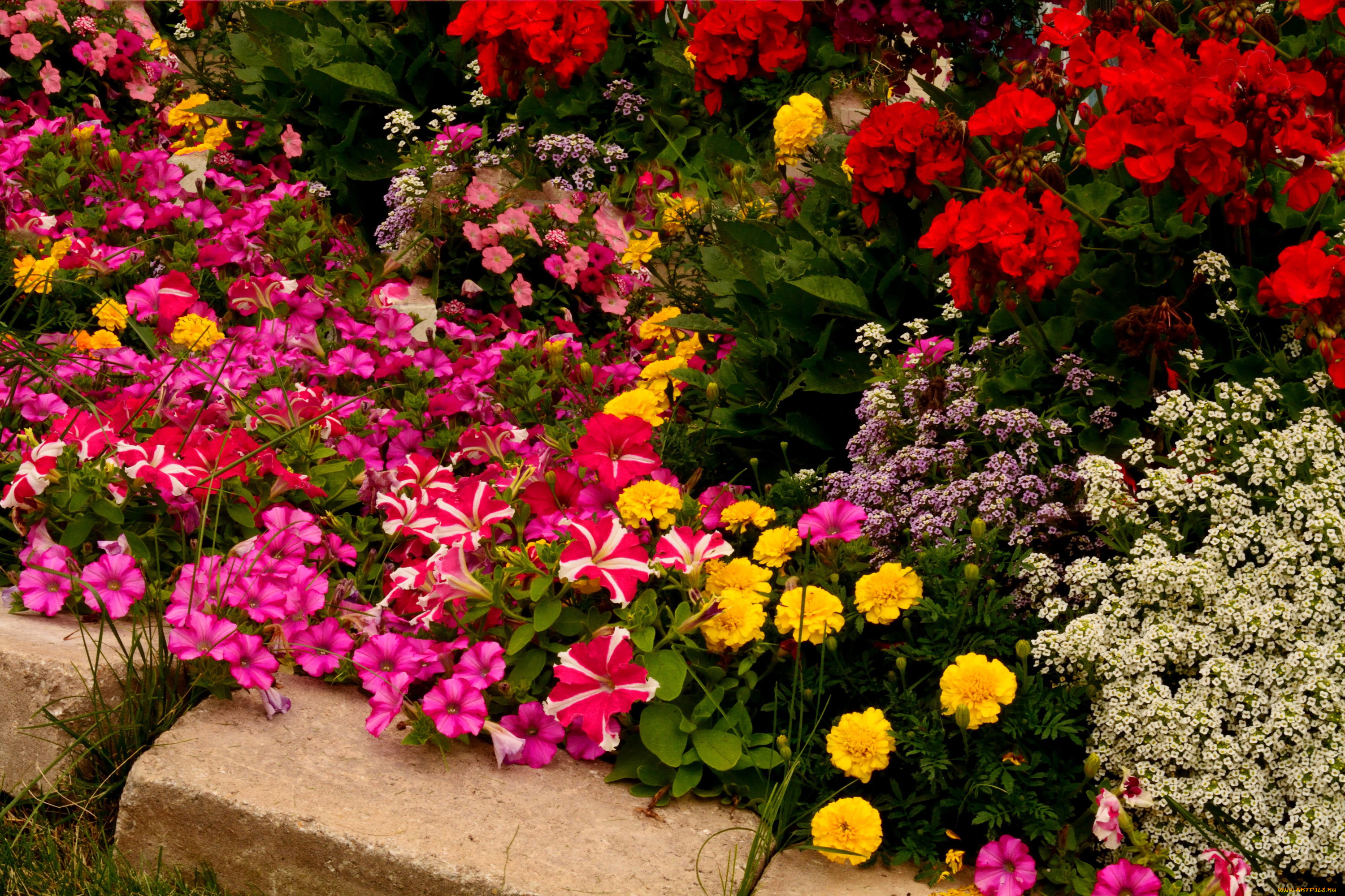 цветы, разные, вместе, бегония, бархатцы, петунья, сад