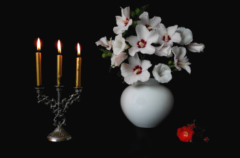 Картинка цветы разные+вместе свечи вьюнок гибискус роза