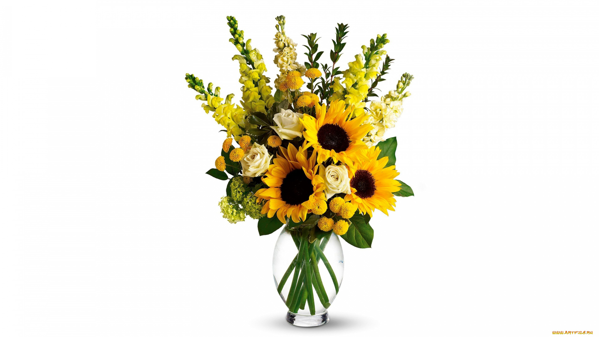 цветы, букеты, , композиции, подсолнухи, букет, ваза, розы, белый, фон, антирринум, львиный, зев, желтые