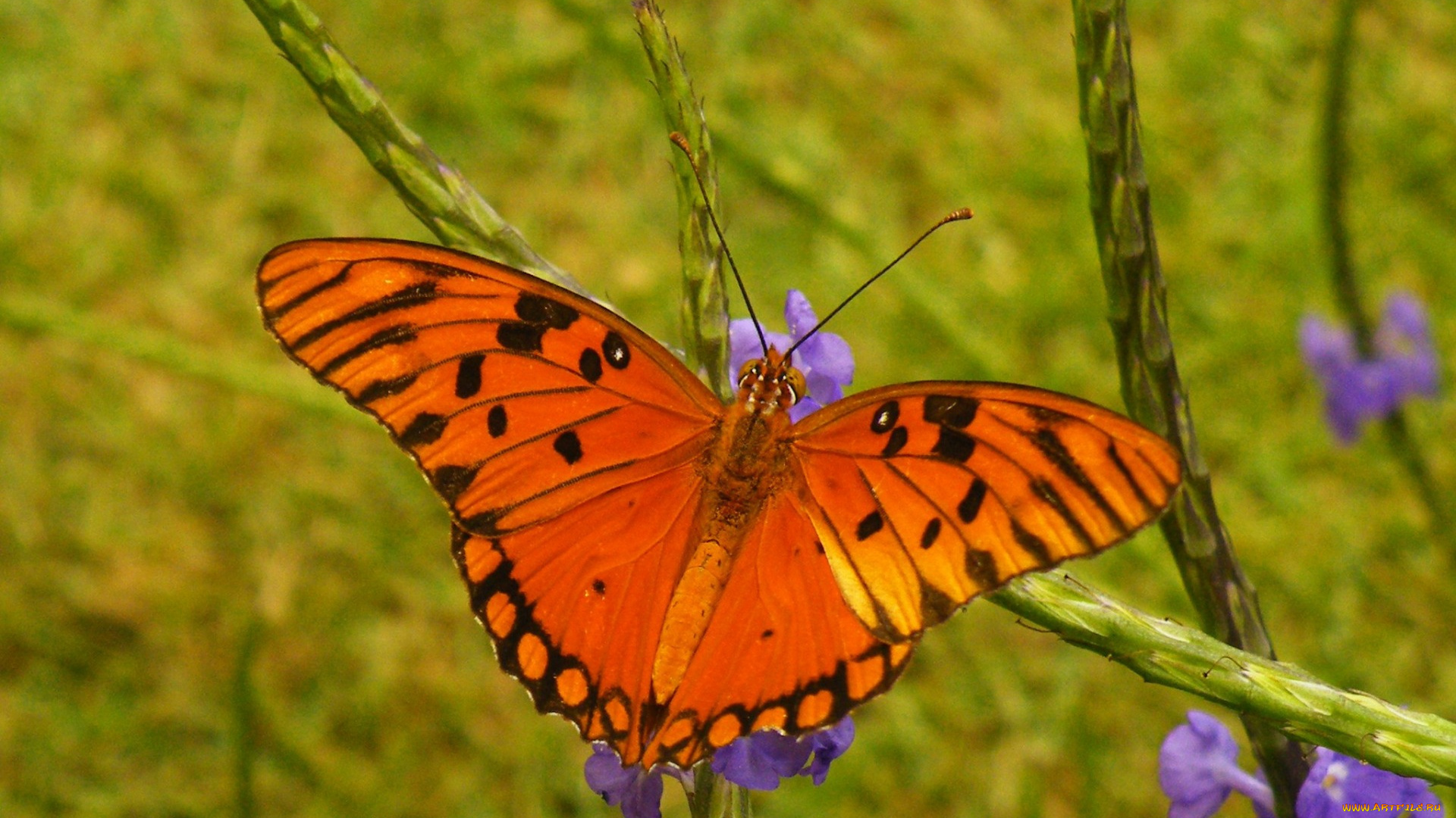 животные, бабочки, , мотыльки, , моли, бабочка, природа, крылья, мотылек
