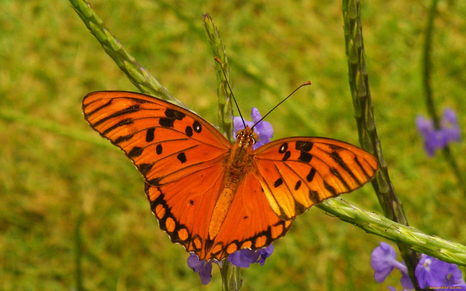 животные, бабочки, , мотыльки, , моли, бабочка, природа, крылья, мотылек