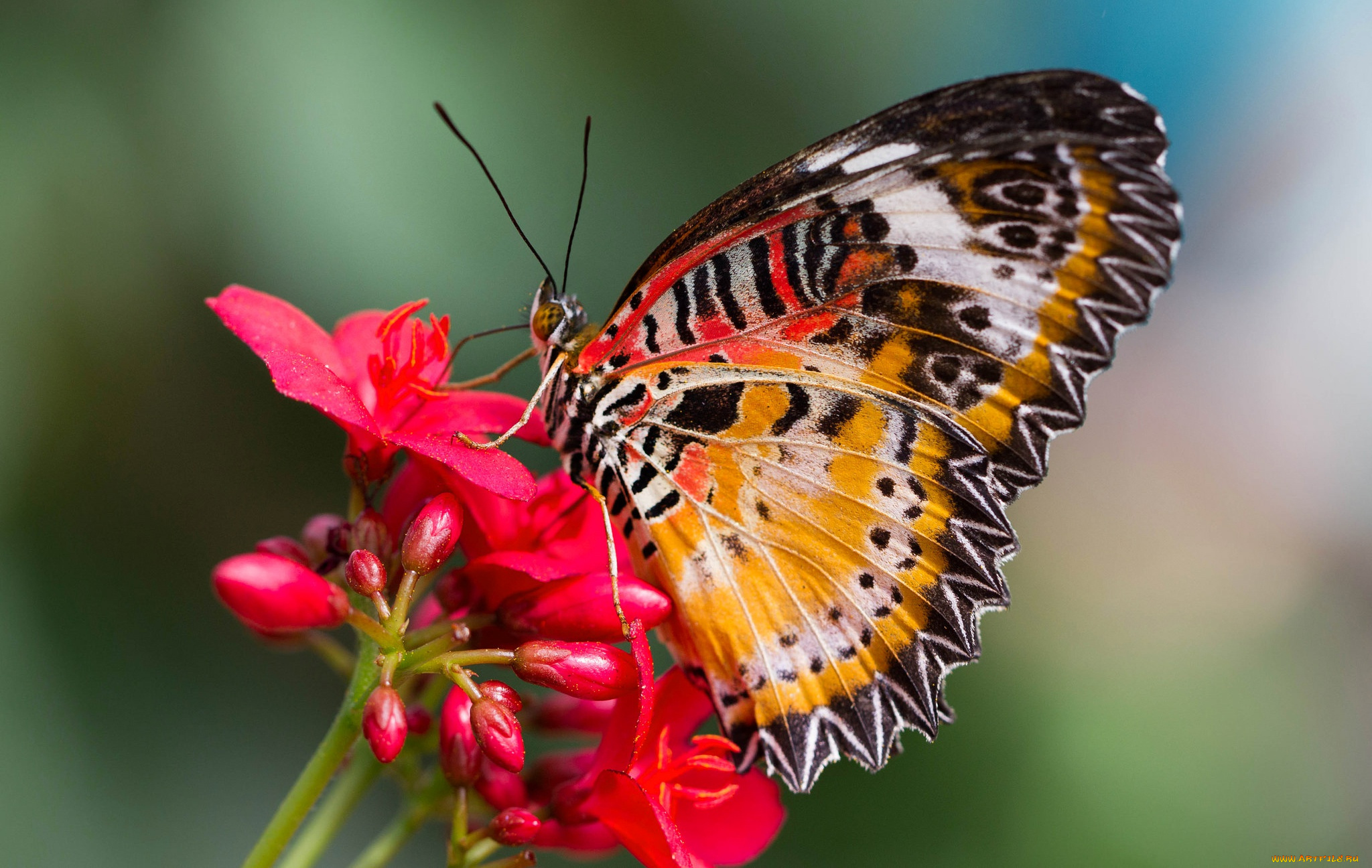 животные, бабочки, , мотыльки, , моли, бабочка, мотылек, cethosia, hypsea, крылья, цветок