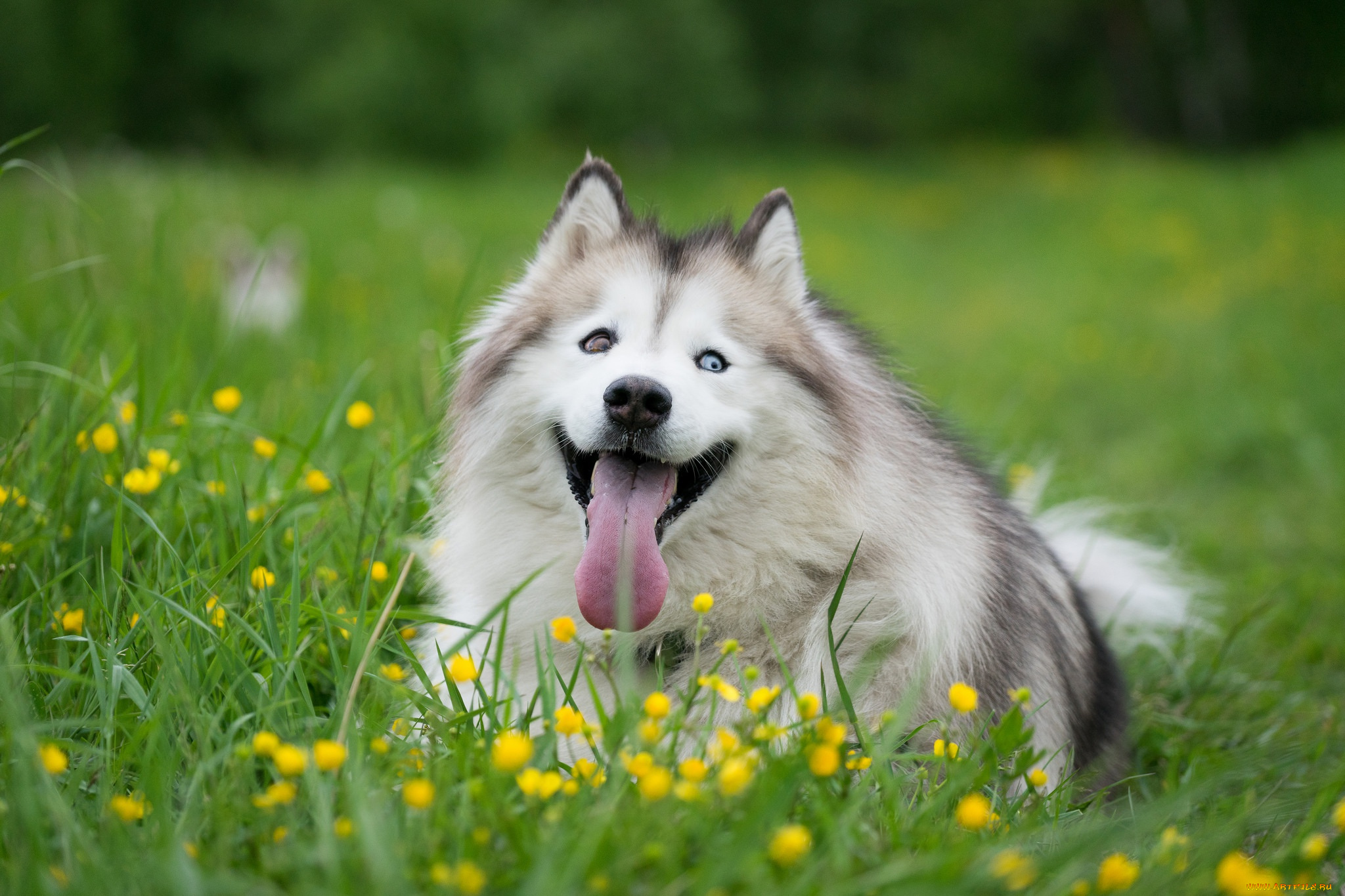 животные, собаки, язык, цветы, хаски, трава, собака