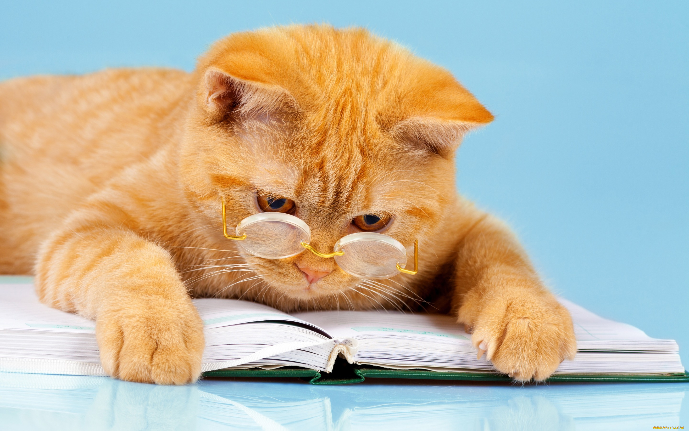 юмор, и, приколы, лапы, лежит, читает, юмор, кот, фон, рыжий, книга, умный, очки