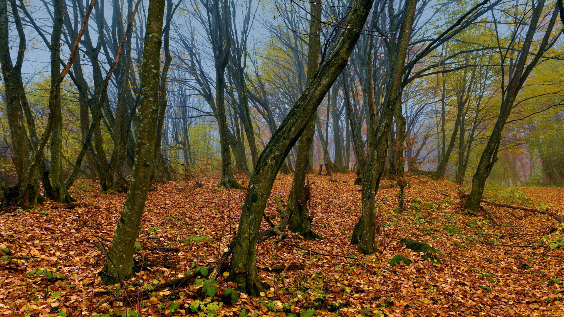 природа, лес, осень, стволы, листопад