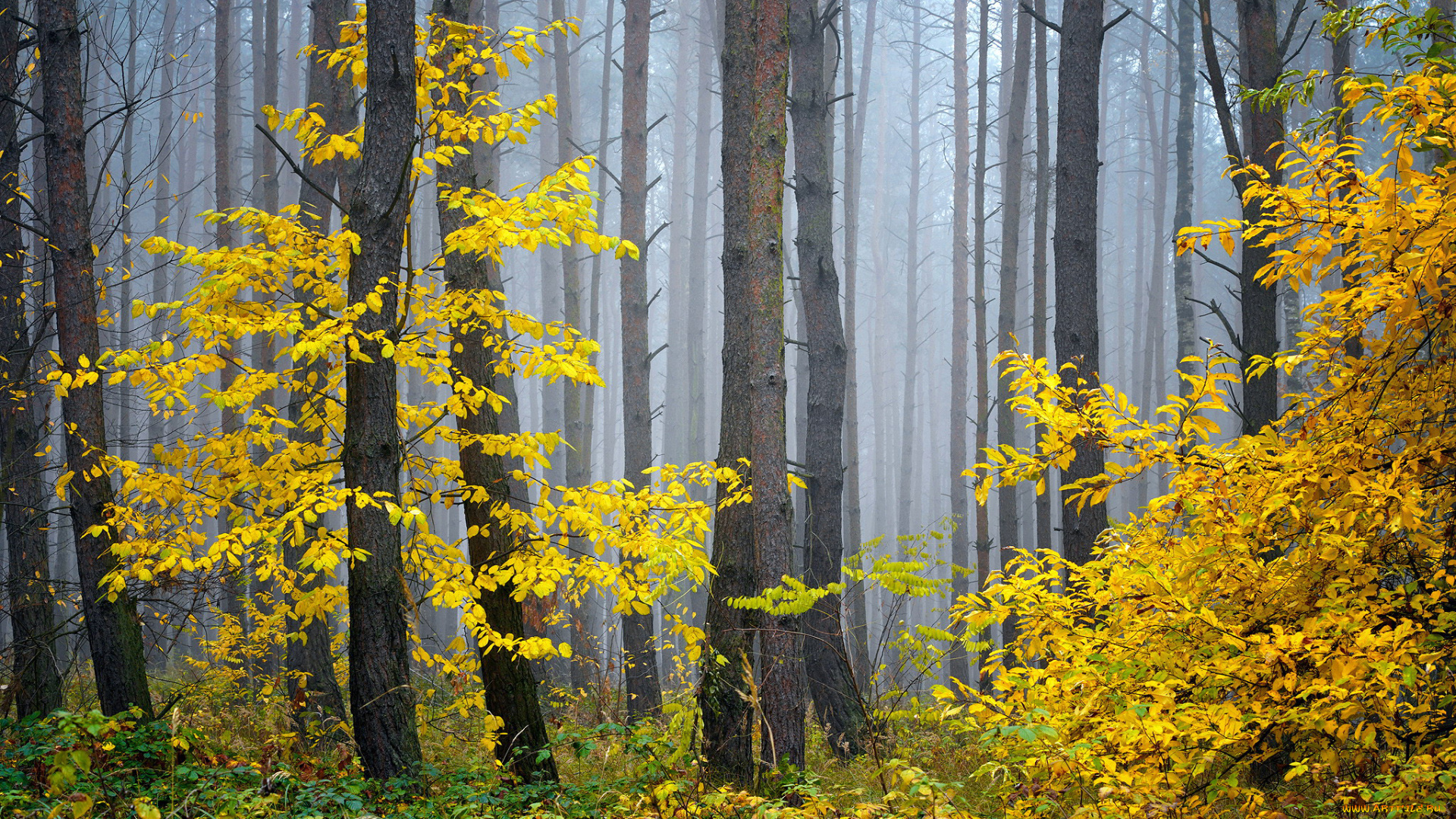 природа, лес, туман, деревья, осень