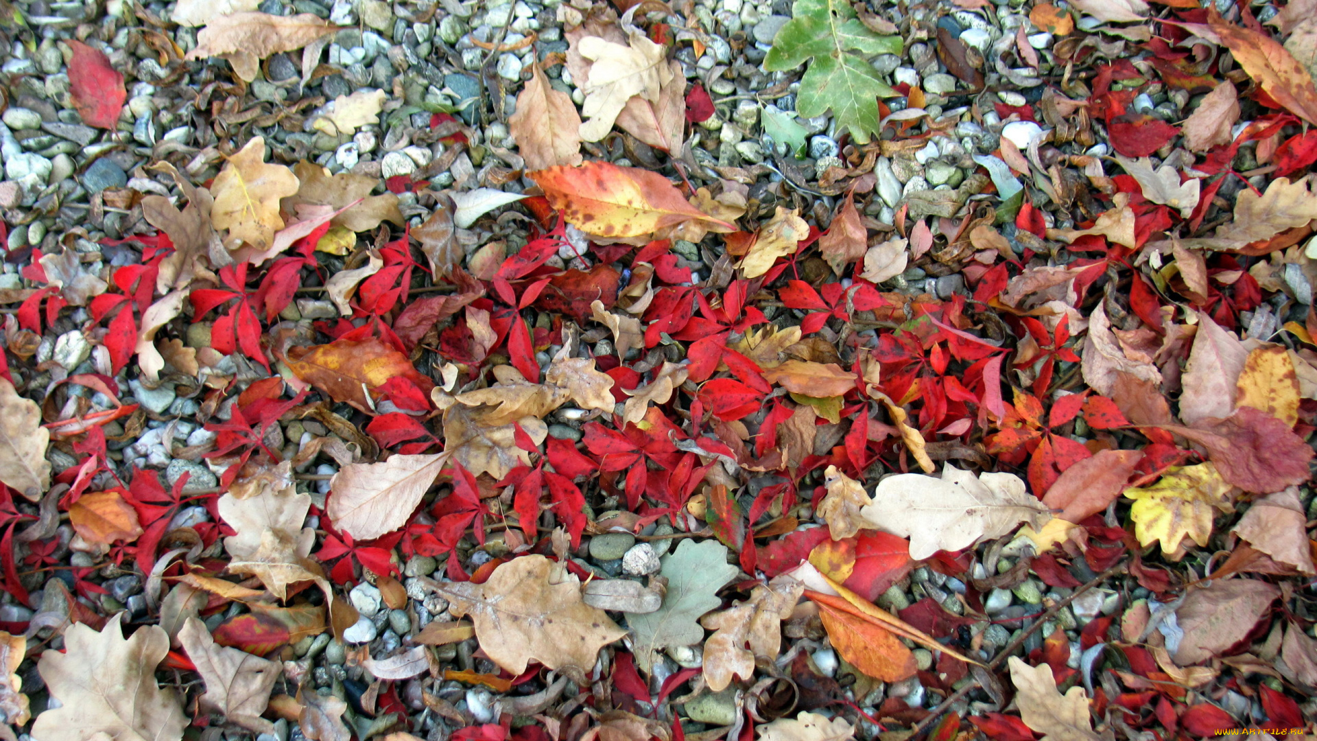 природа, листья, осень, камни