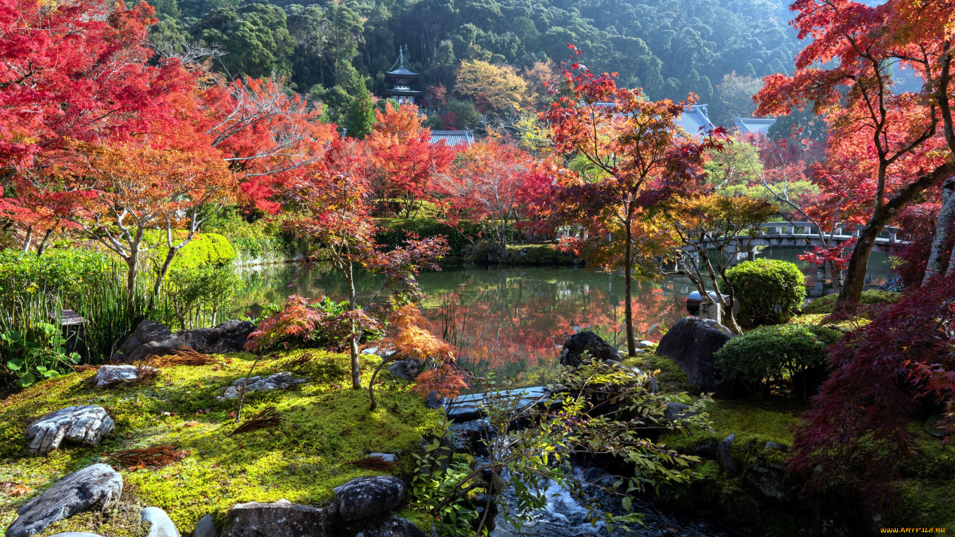 природа, парк, садик, осень, японский