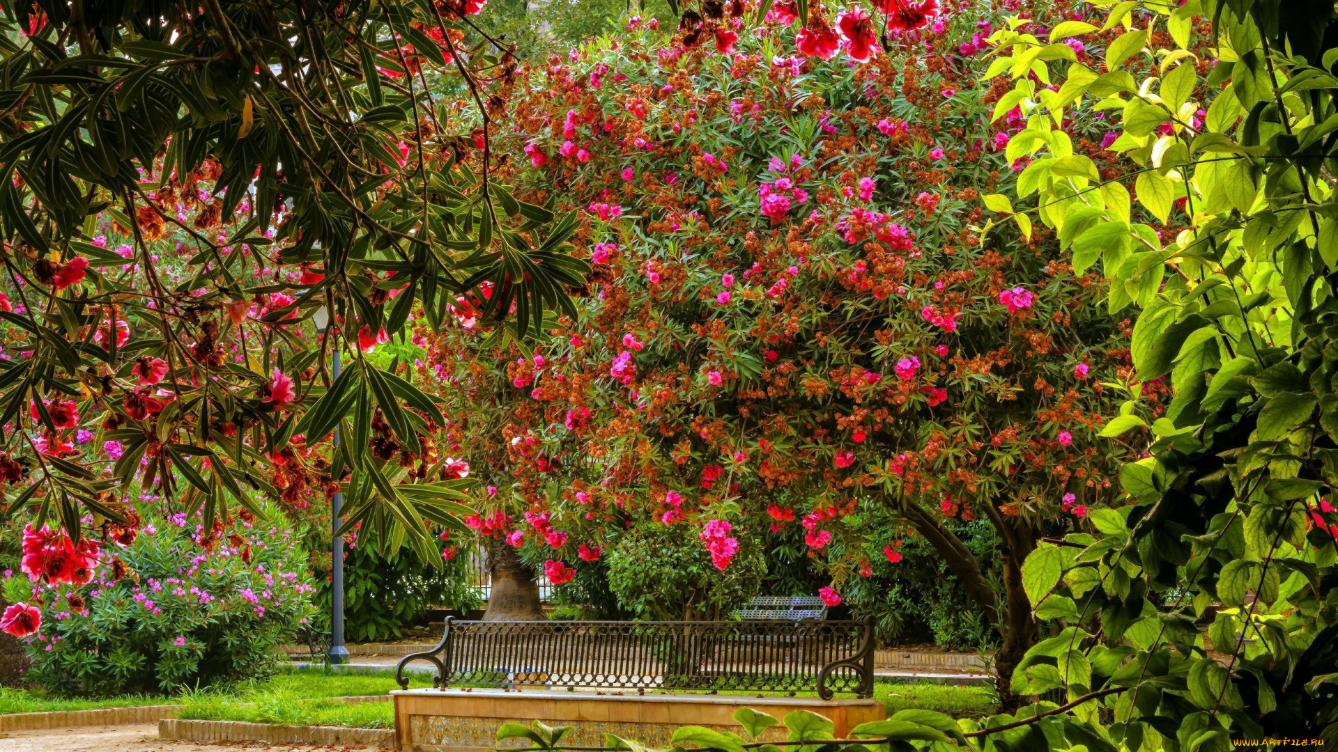 природа, парк, скамейка, деревья, цветущие