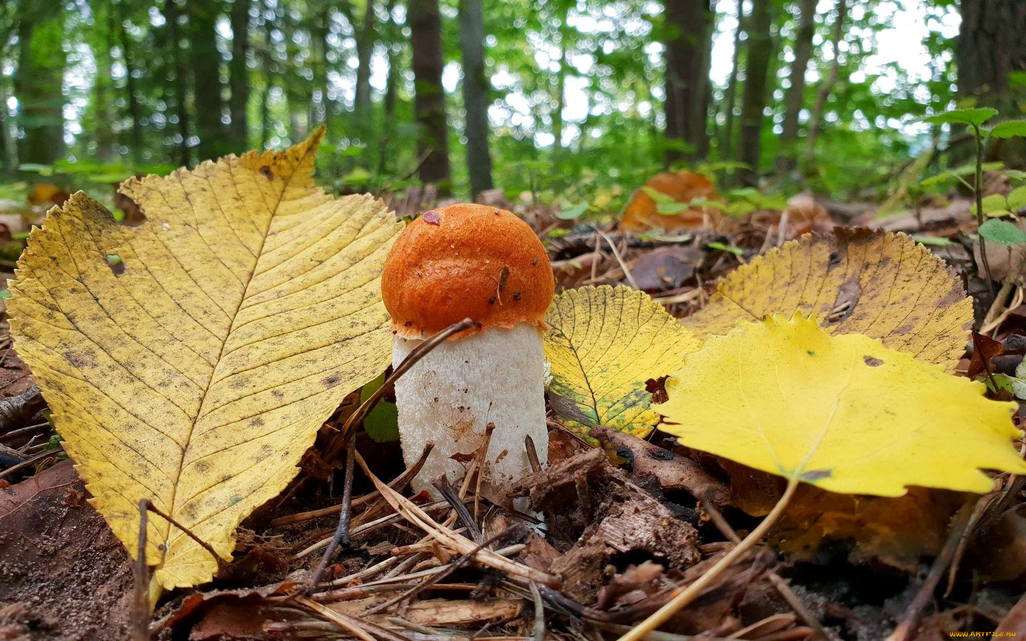 природа, грибы, подосиновик, листья, осень