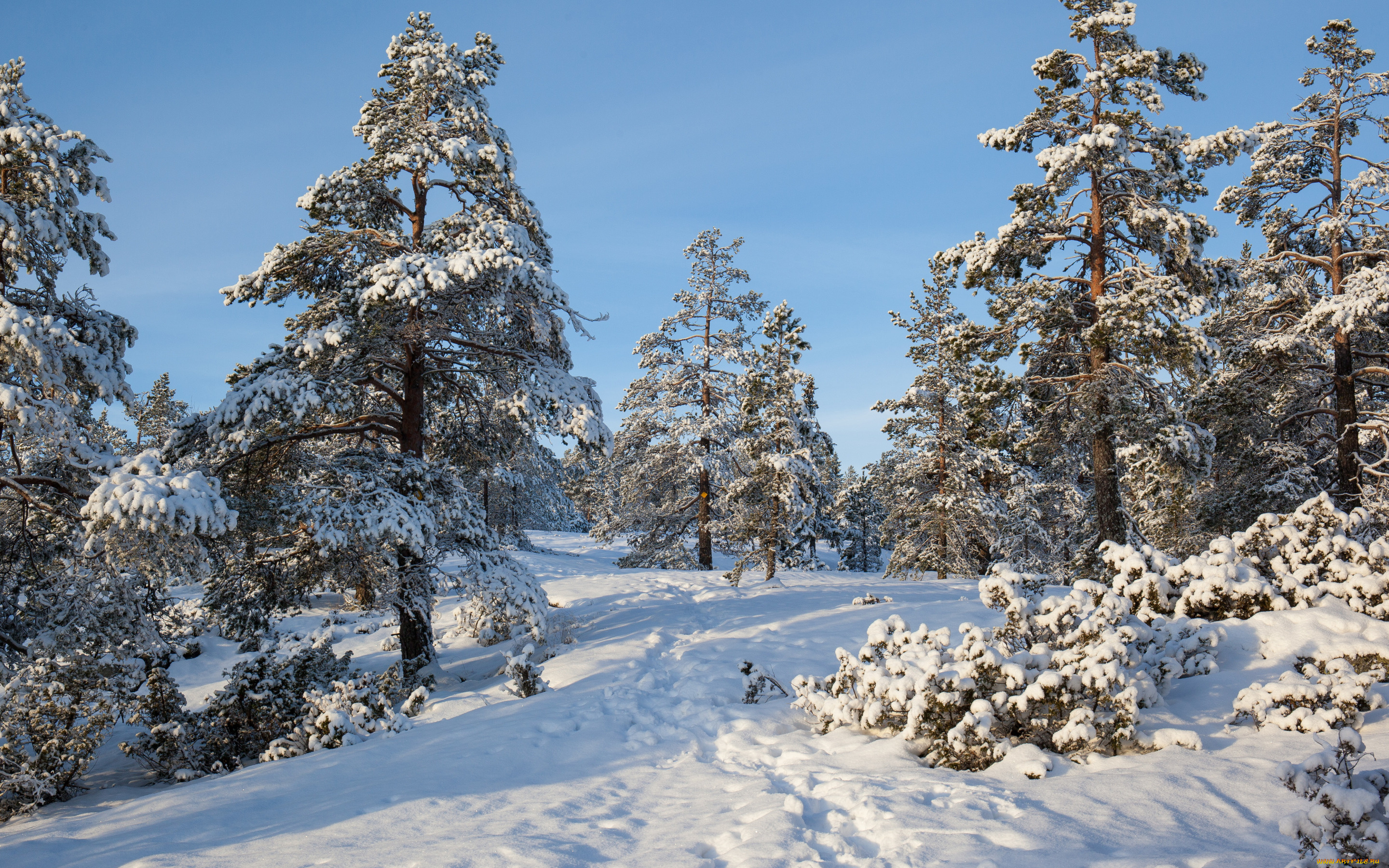 природа, зима, швеция, деревья, снег, лес