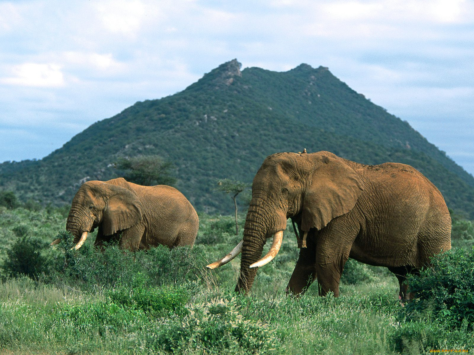 african, elephants, africa, животные, слоны
