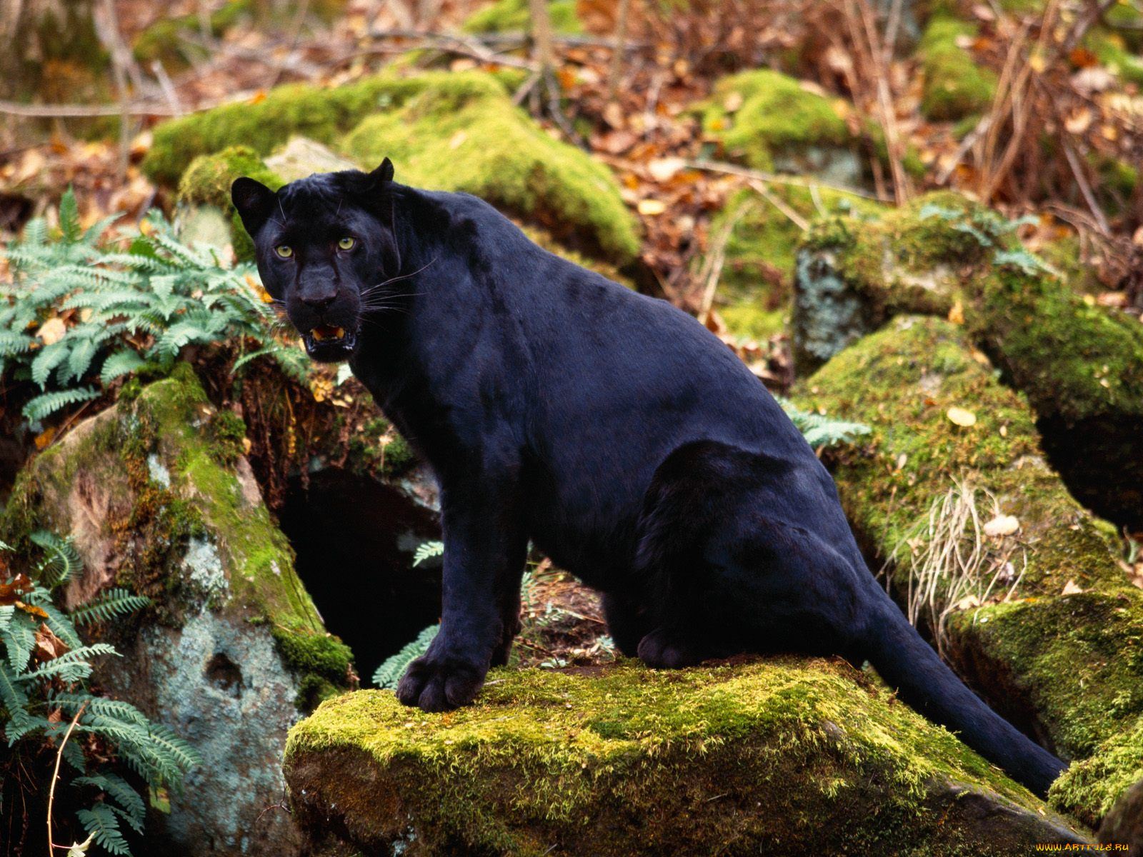 dark, stare, black, leopard, животные, пантеры