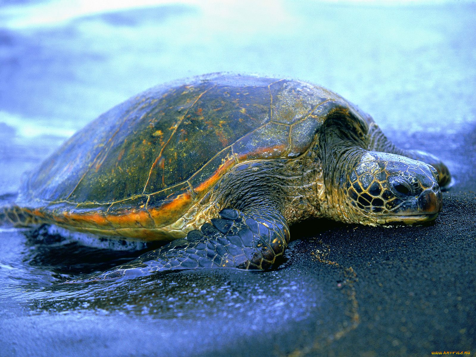 hawaiian, sea, turtle, животные, Черепахи