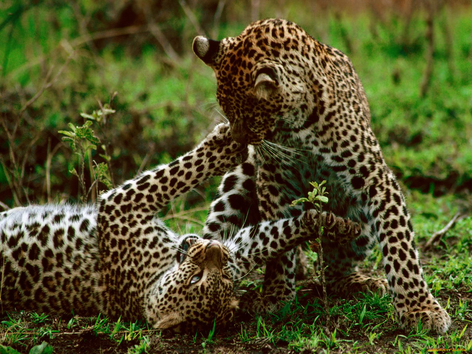 leopards, maasai, mara, kenya, africa, животные, леопарды