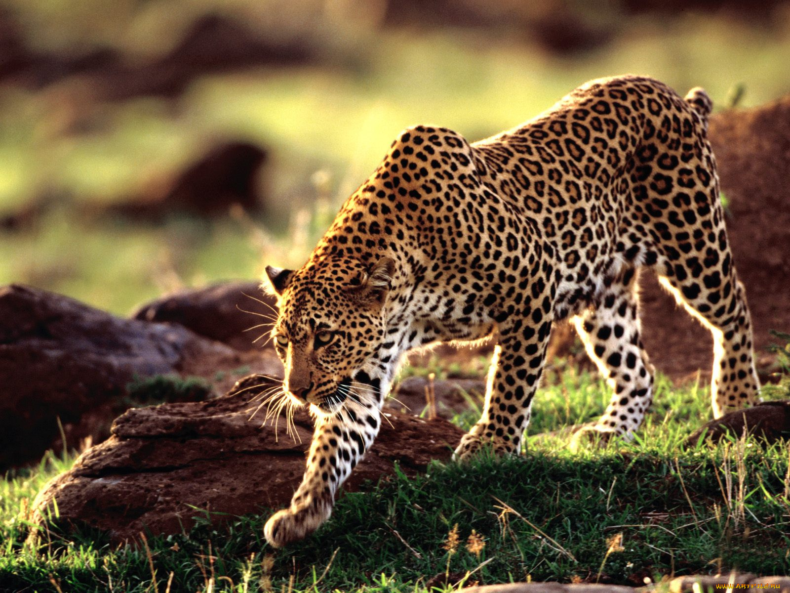 moving, forward, african, leopard, животные, леопарды