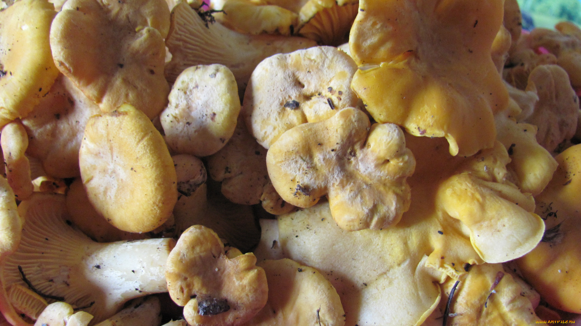 еда, грибы, грибные, блюда, желтые, только, из, леса