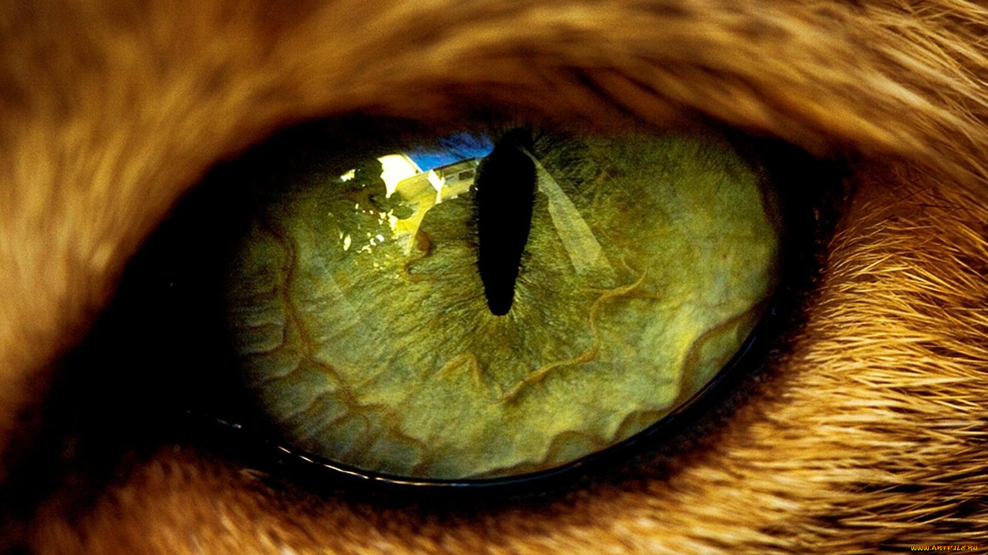разное, глаза, кошачий, глаз, зеленый