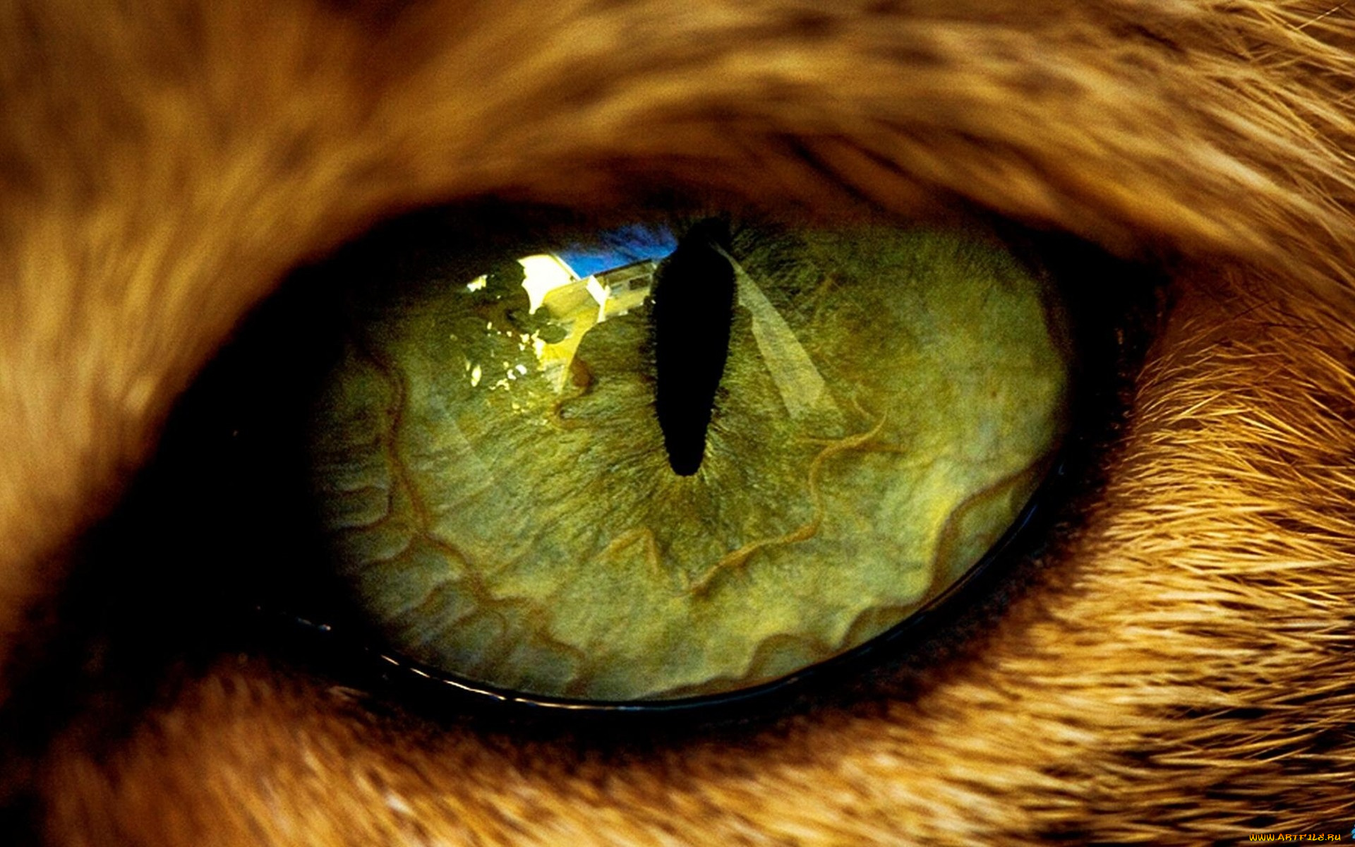 разное, глаза, кошачий, глаз, зеленый