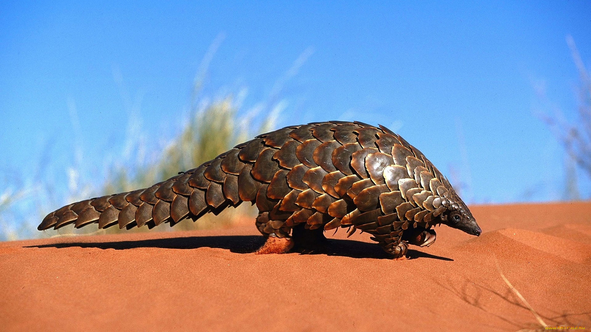 pangolin, животные, Ящерицы, игуаны, вараны, панголин, ящер