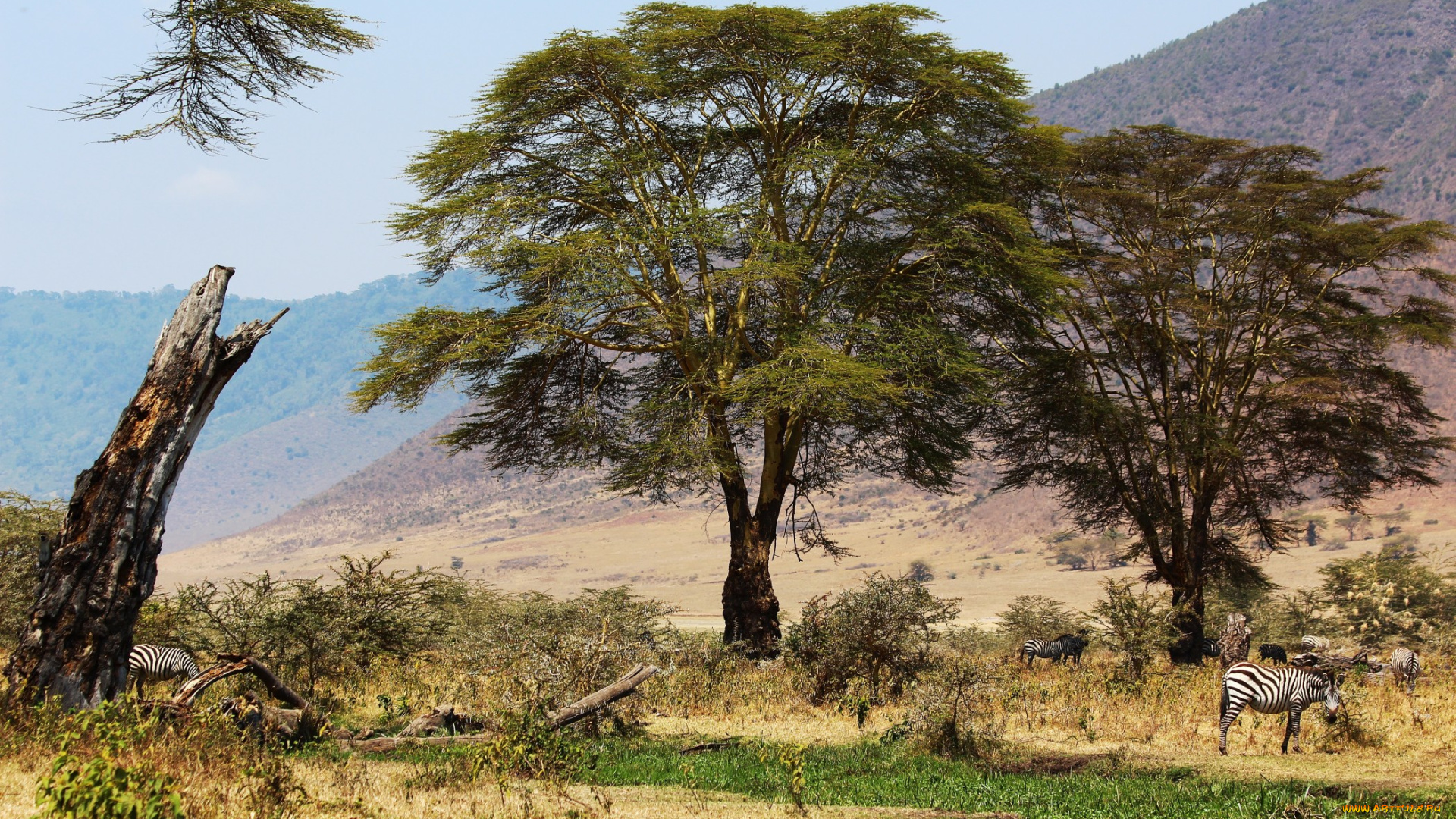 tanzania, ngorongoro, животные, зебры, трава, деревья, африка, саванна