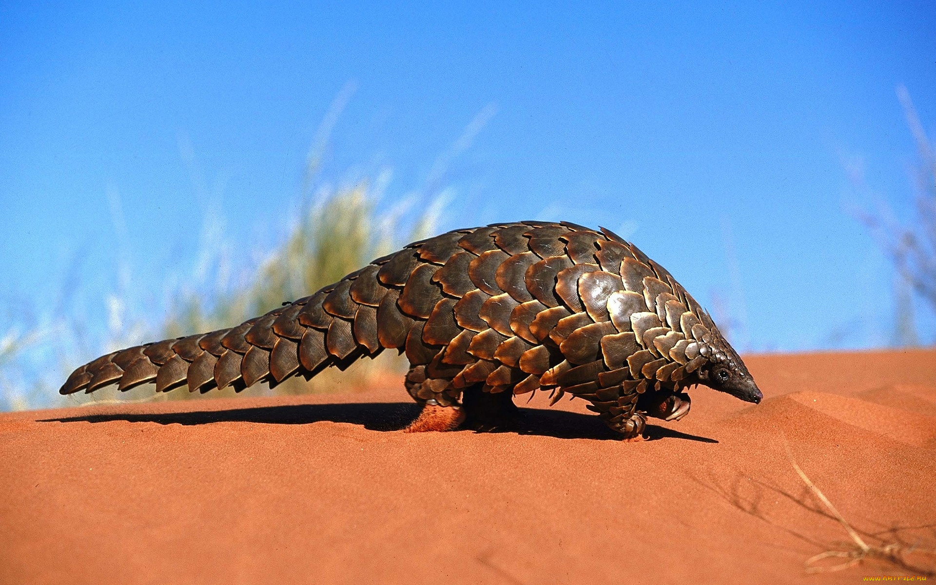 pangolin, животные, Ящерицы, игуаны, вараны, панголин, ящер