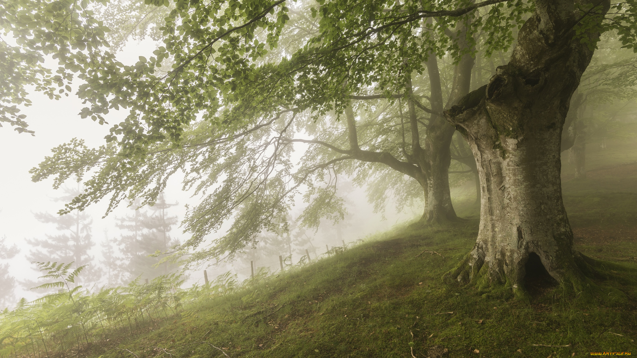 природа, деревья, настроение, туман