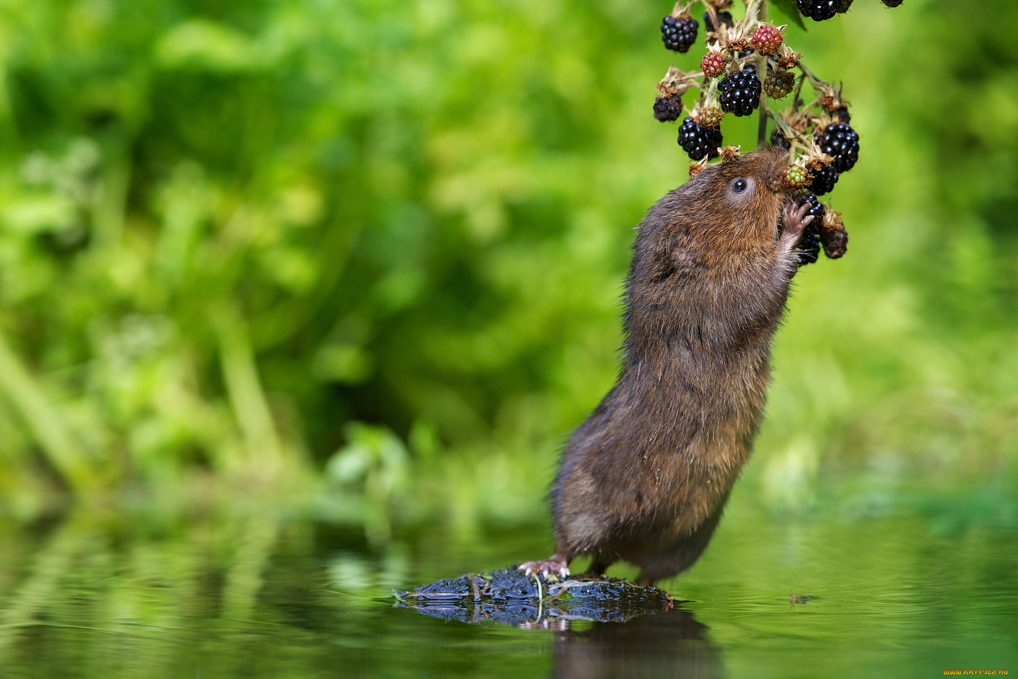 Животные питаются. Водяная полёвка водяная крыса. Водяная крыса полевка. Arvicola amphibius. Водяная полевка фото.