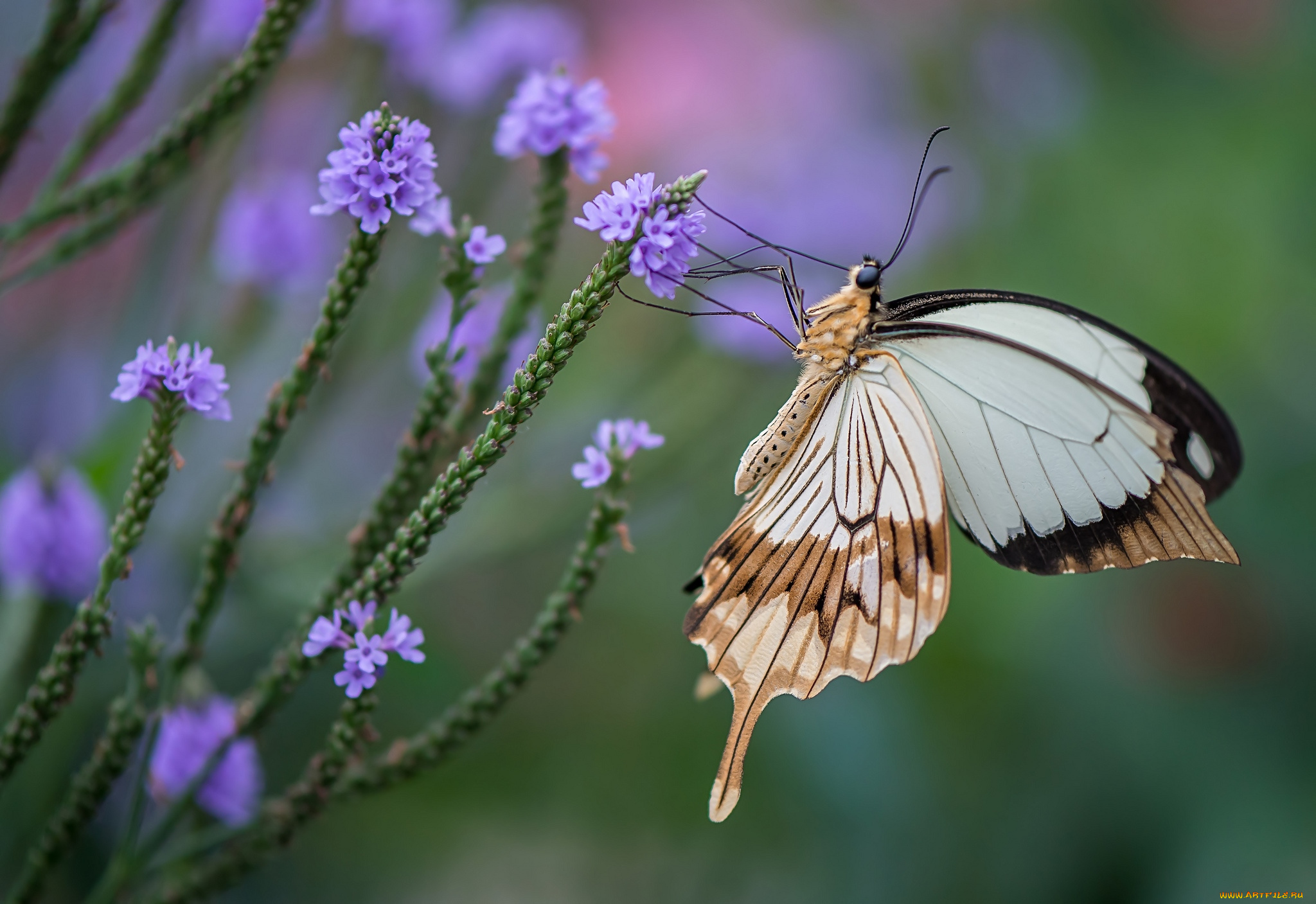 животные, бабочки, крылья