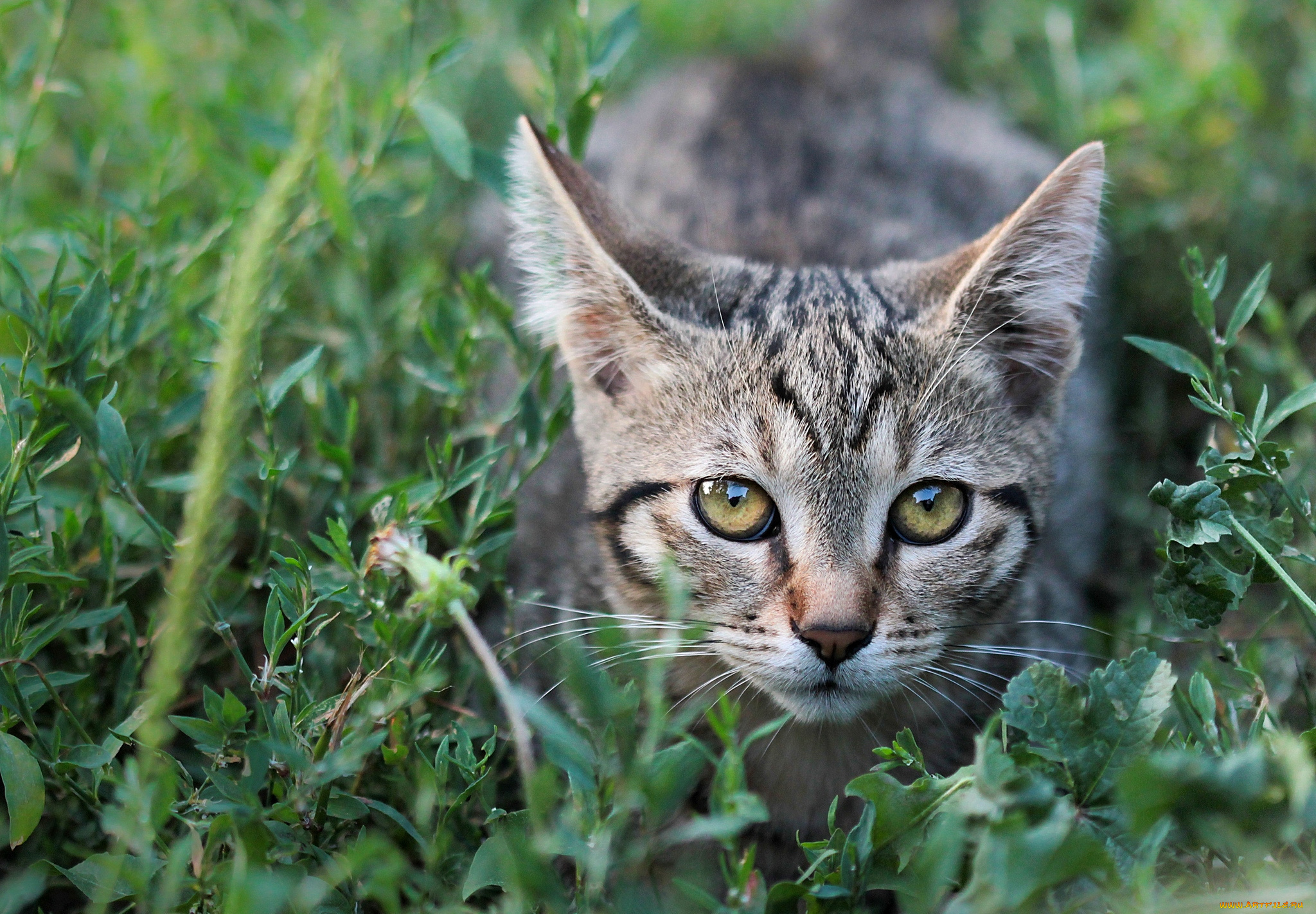 животные, коты, кошечка