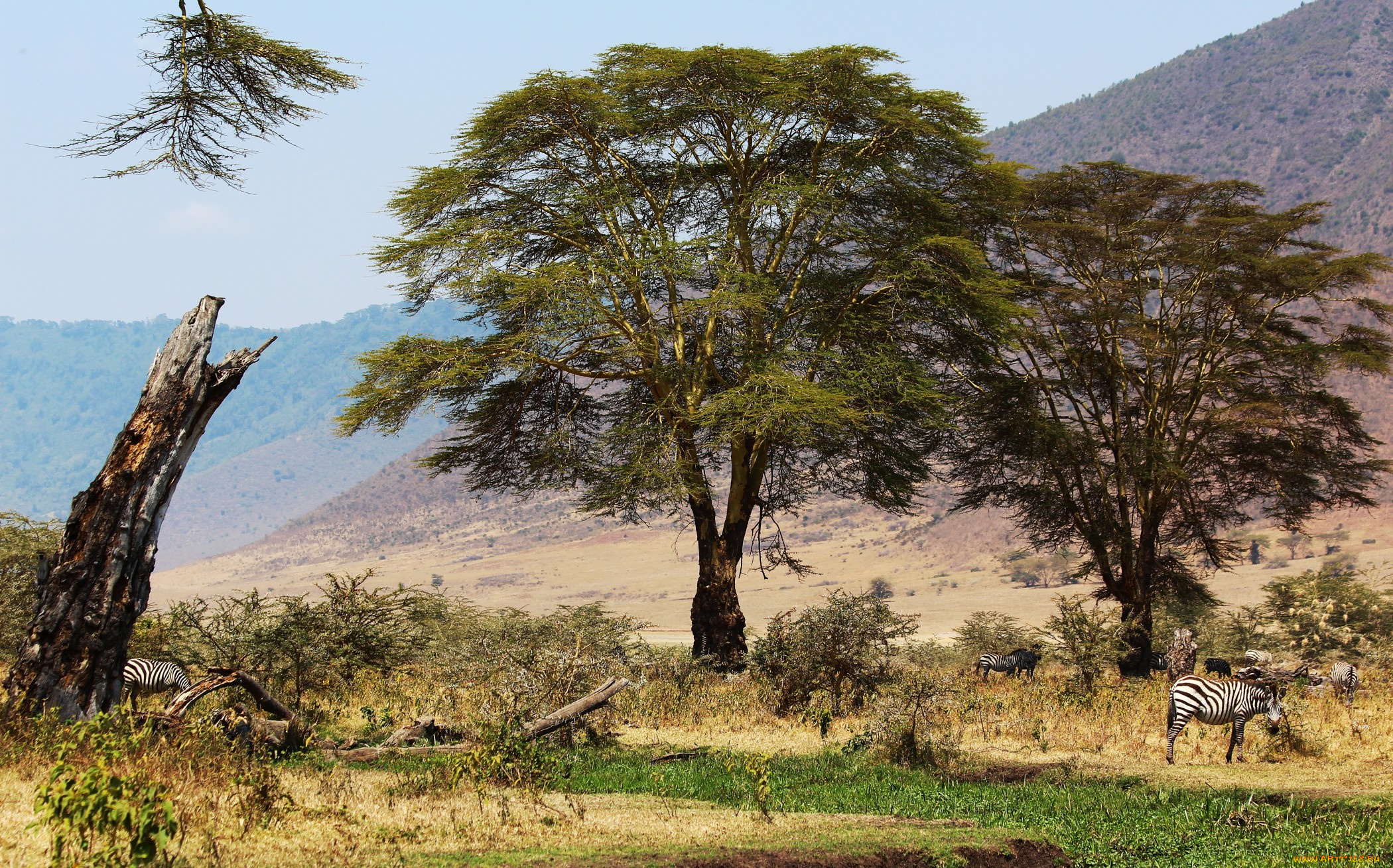 tanzania, ngorongoro, животные, зебры, трава, деревья, африка, саванна