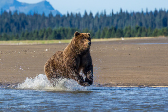 Картинка животные медведи вода брызги бурый