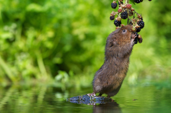 Картинка животные крысы мыши вода ежевика ягоды водяная полёвка крыса