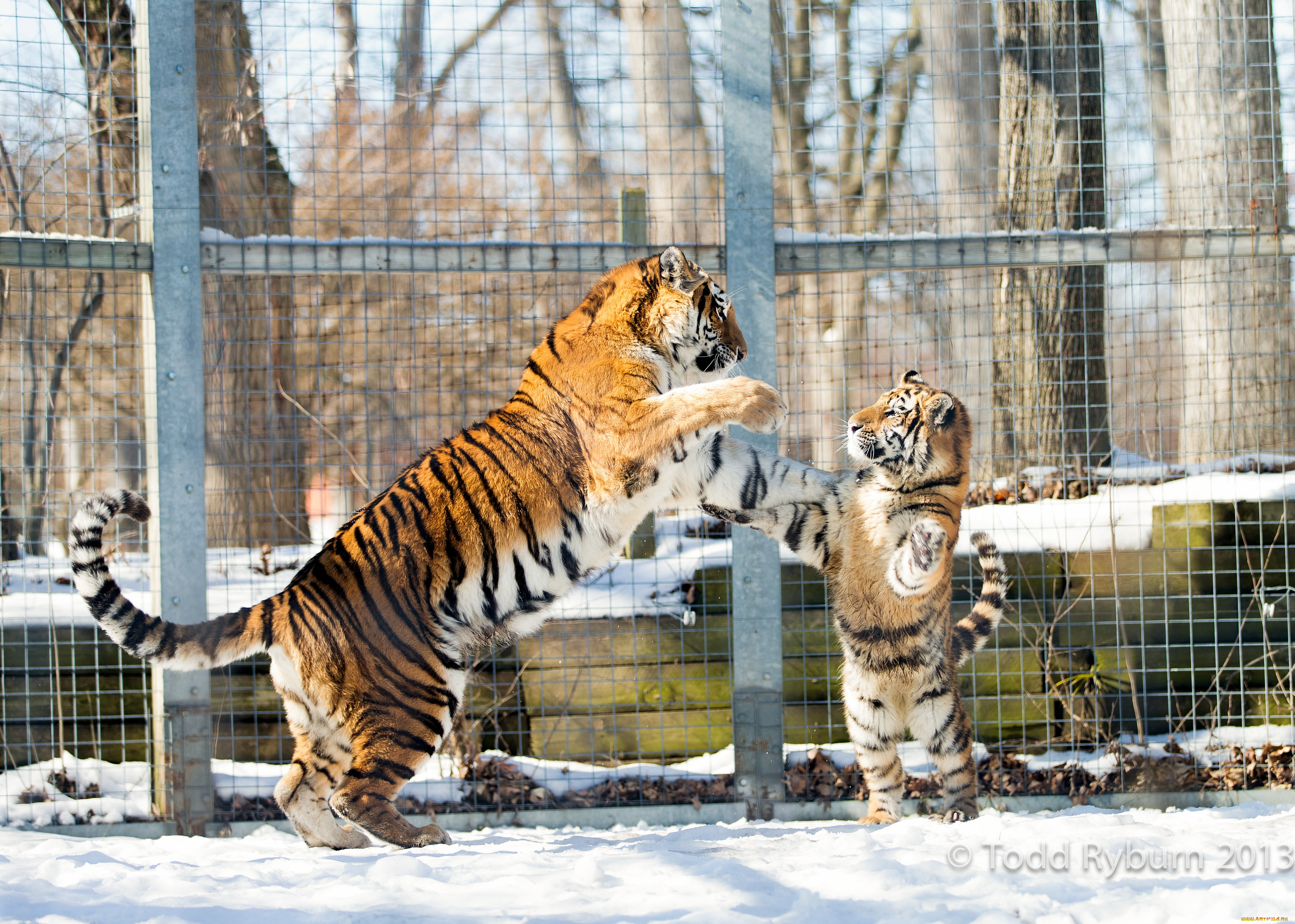 животные, тигры, амурские, игра, снег, пара, тигрица, тигренок