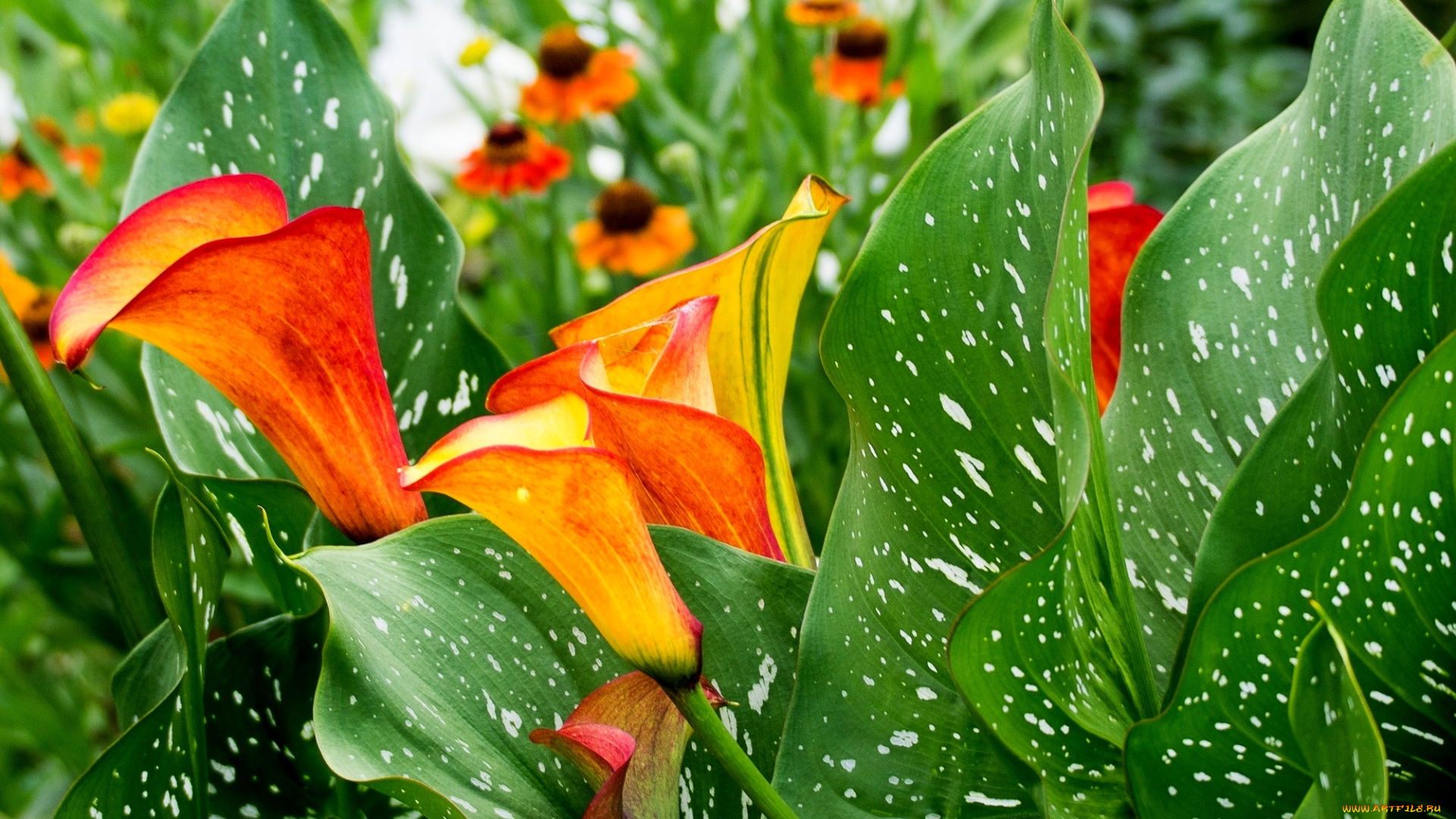 цветы, каллы, blossoms, leaves, calla, flowers, цветение, листья