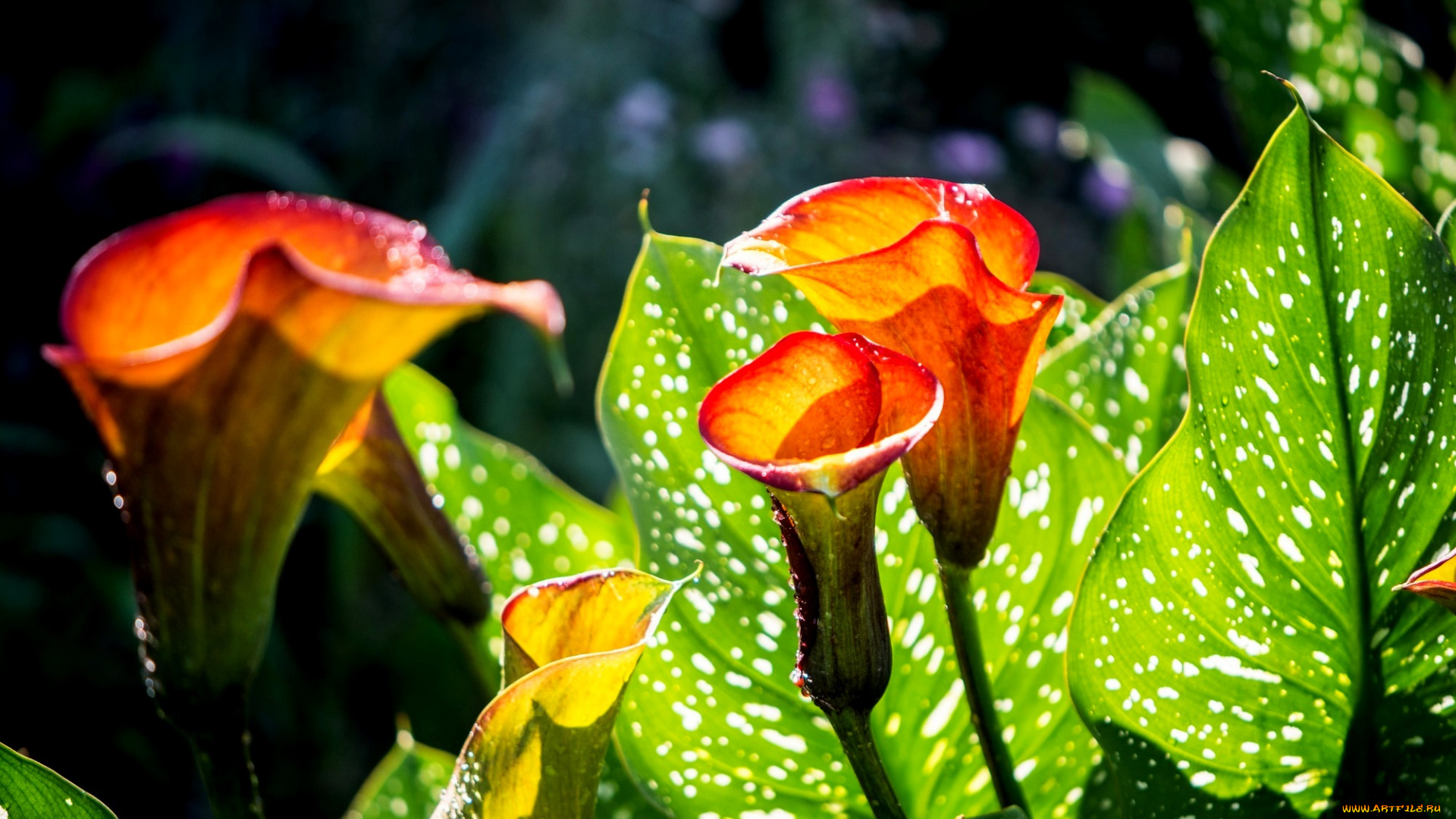 цветы, каллы, leaves, calla, flowers, цветение, листья, blossoms