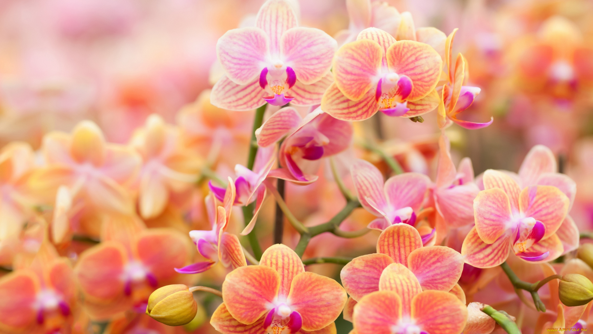 цветы, орхидеи, цветение, flowers, flowering, orchids