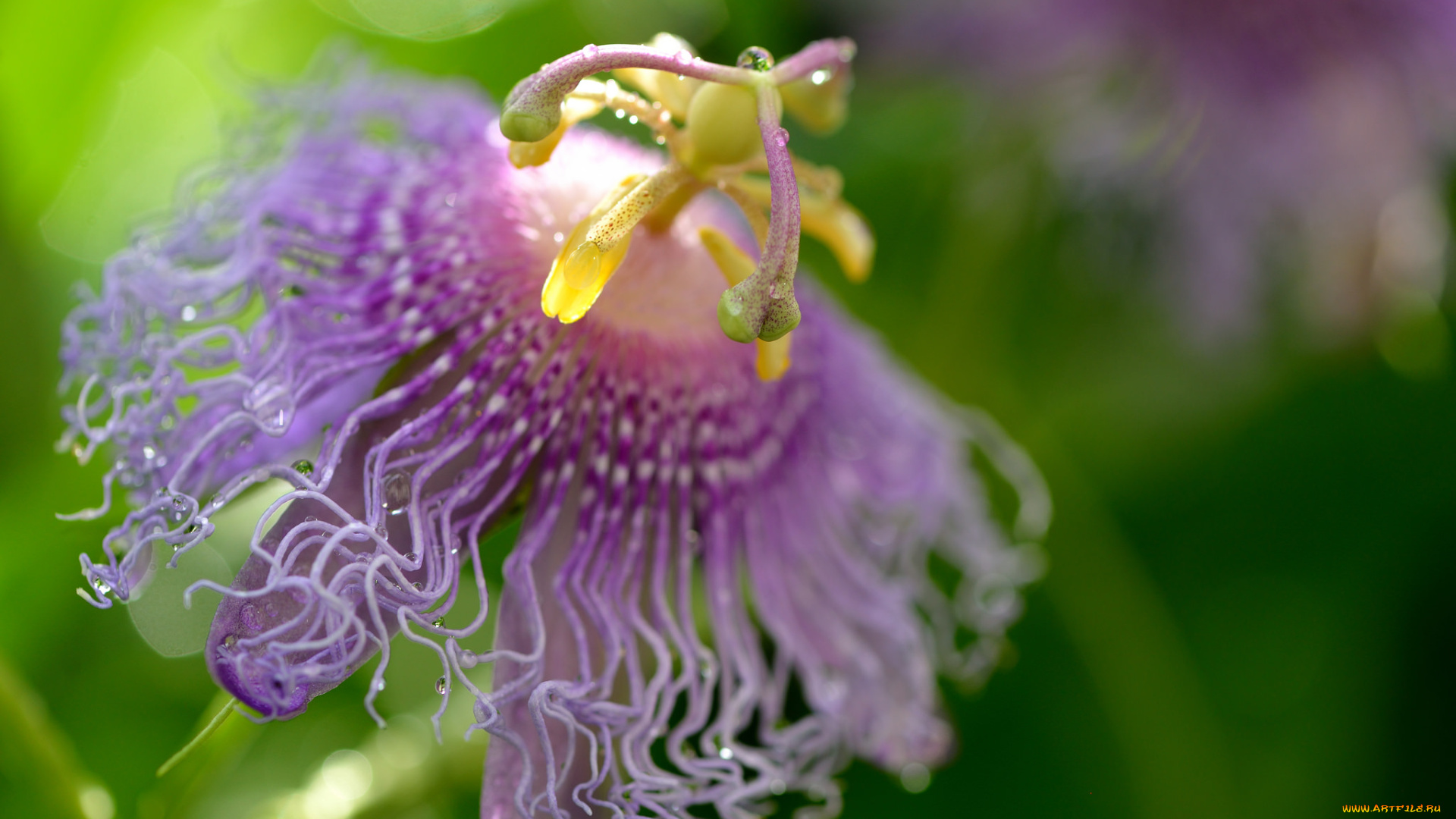 цветы, пассифлора, passiflora, цветение