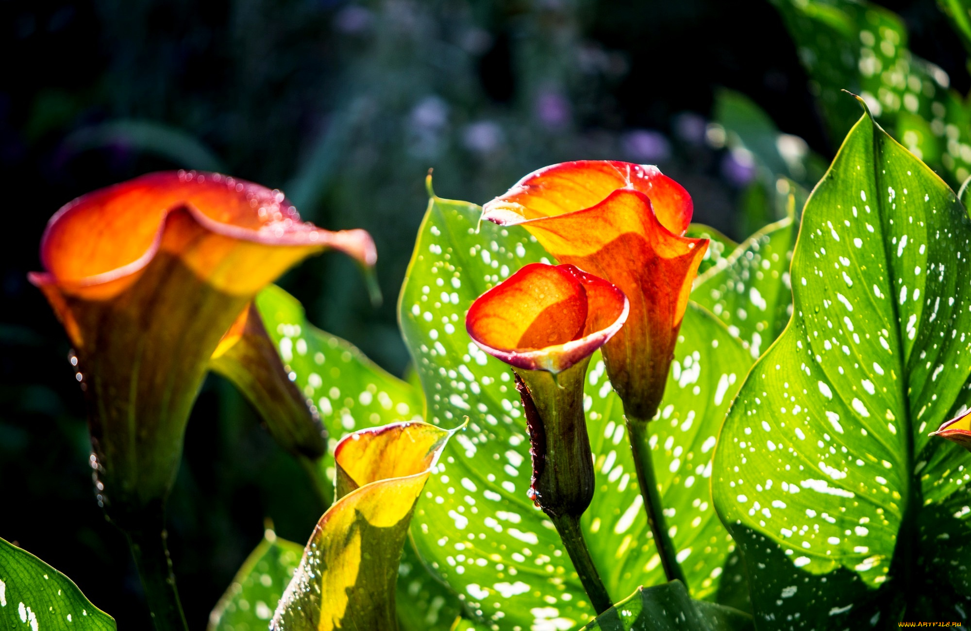 цветы, каллы, leaves, calla, flowers, цветение, листья, blossoms