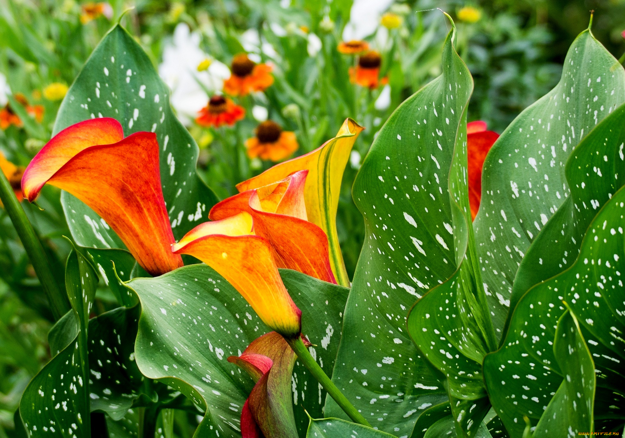 цветы, каллы, blossoms, leaves, calla, flowers, цветение, листья