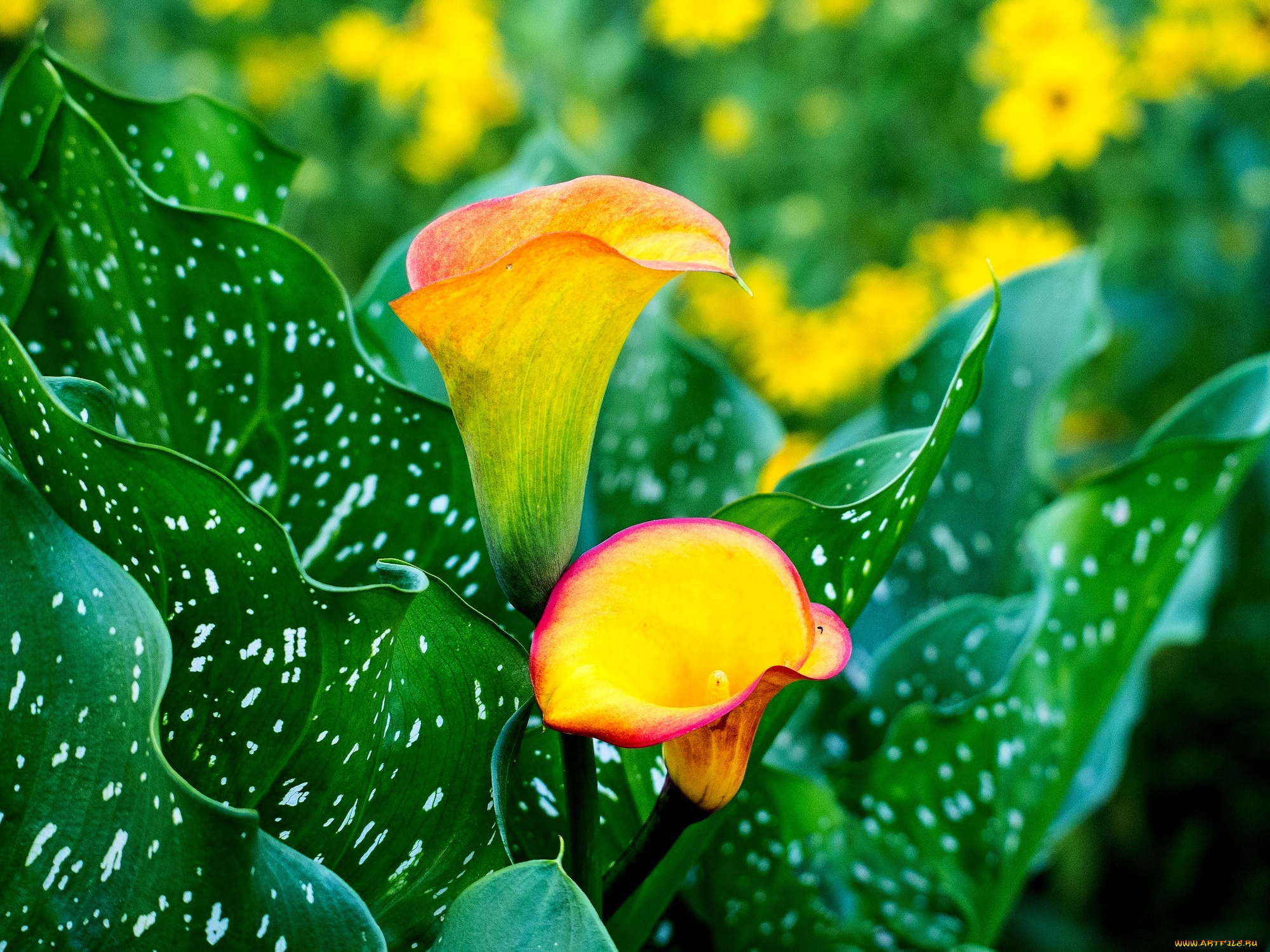 цветы, каллы, листья, leaves, blossoms, calla, flowers, цветение