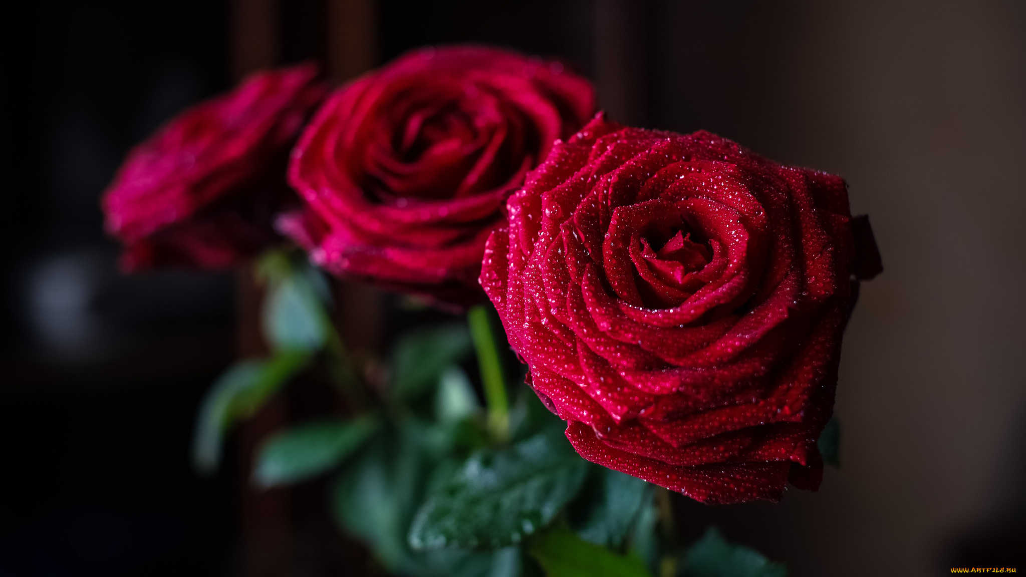 красные розы букет бесплатно