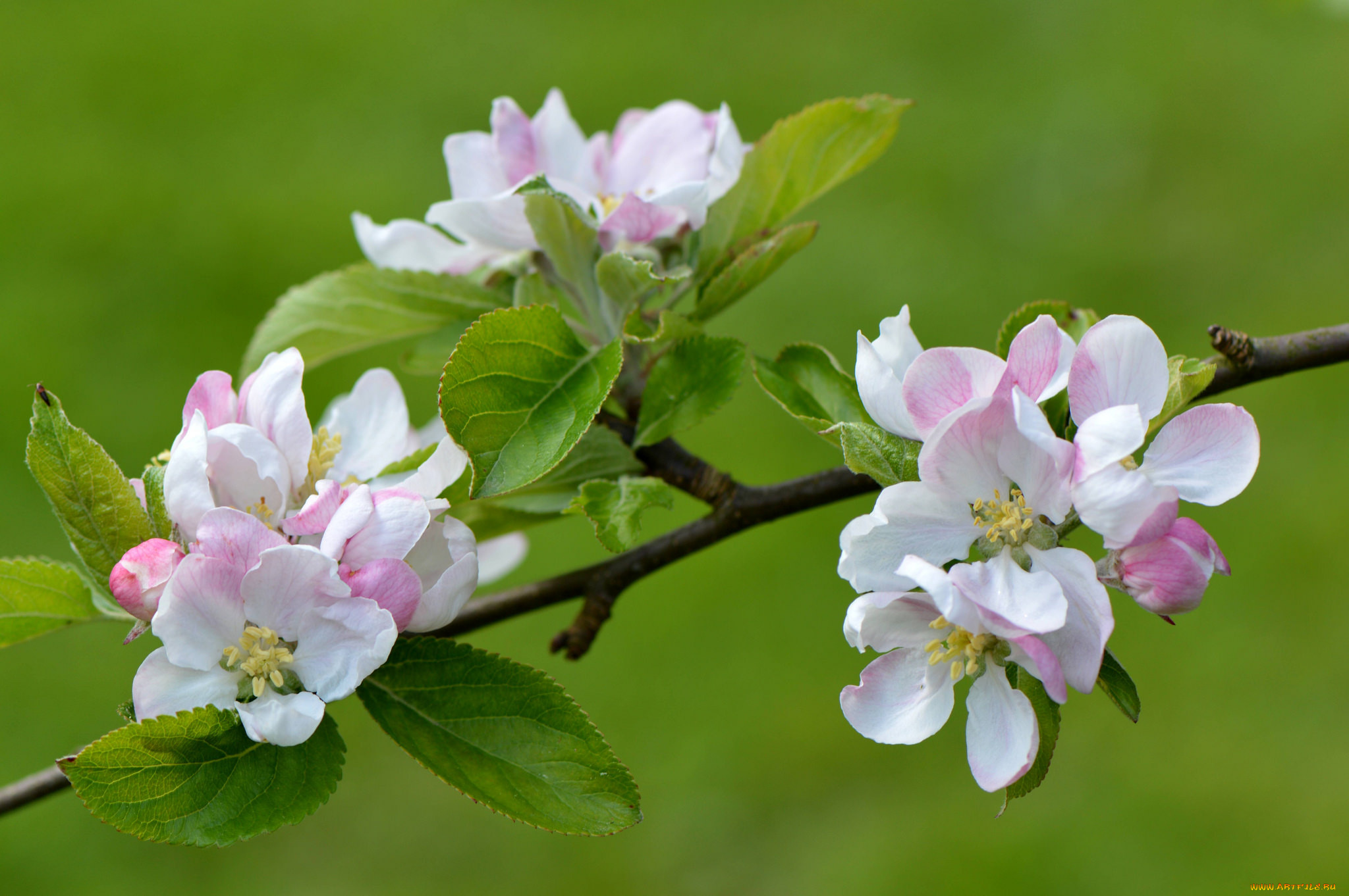 цветы, цветущие, деревья, , , кустарники, apple, flowers, листья, ветка, leaves, branch, яблони