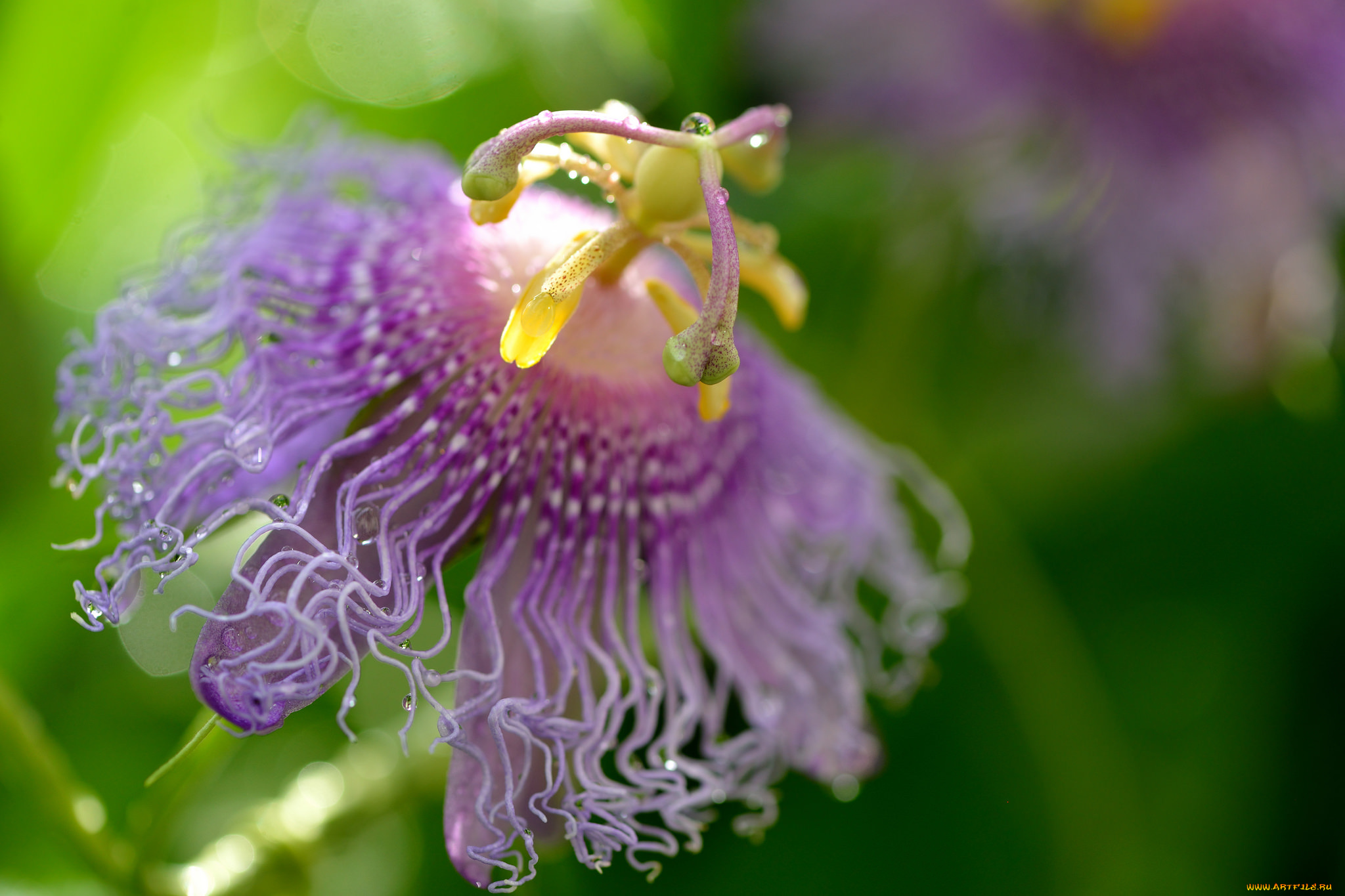 цветы, пассифлора, passiflora, цветение