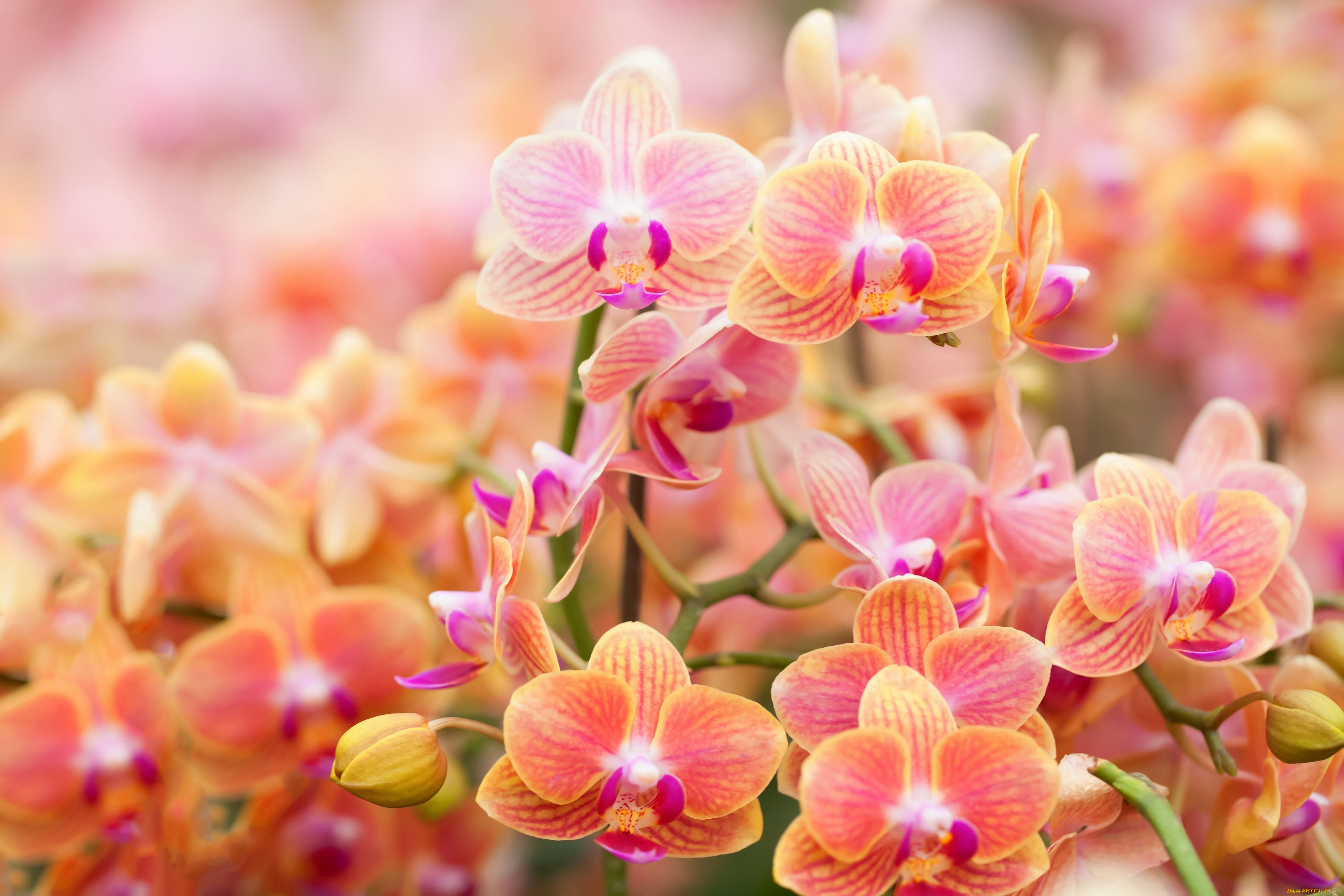цветы, орхидеи, цветение, flowers, flowering, orchids