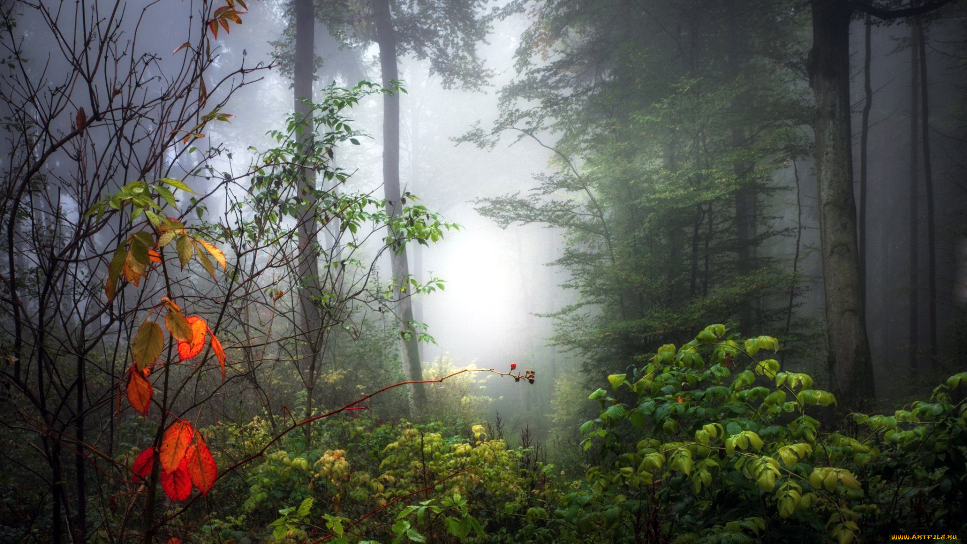 природа, лес, кусты, деревья, туман, осень