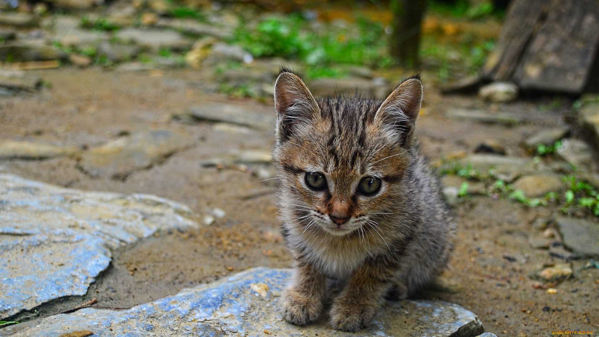 животные, коты, котенок, растение