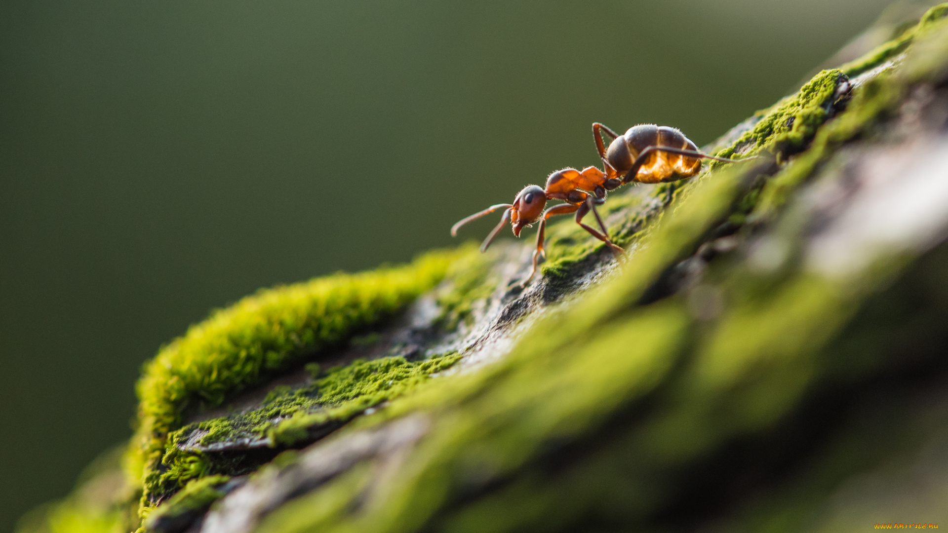 животные, муравьеды, природа, макро, мох, камень, муравей
