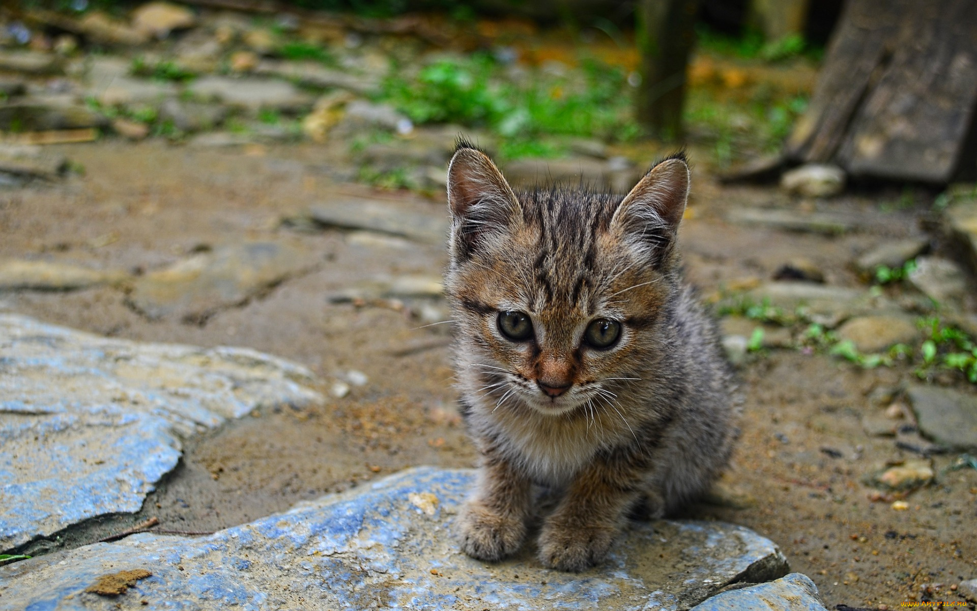 животные, коты, котенок, растение