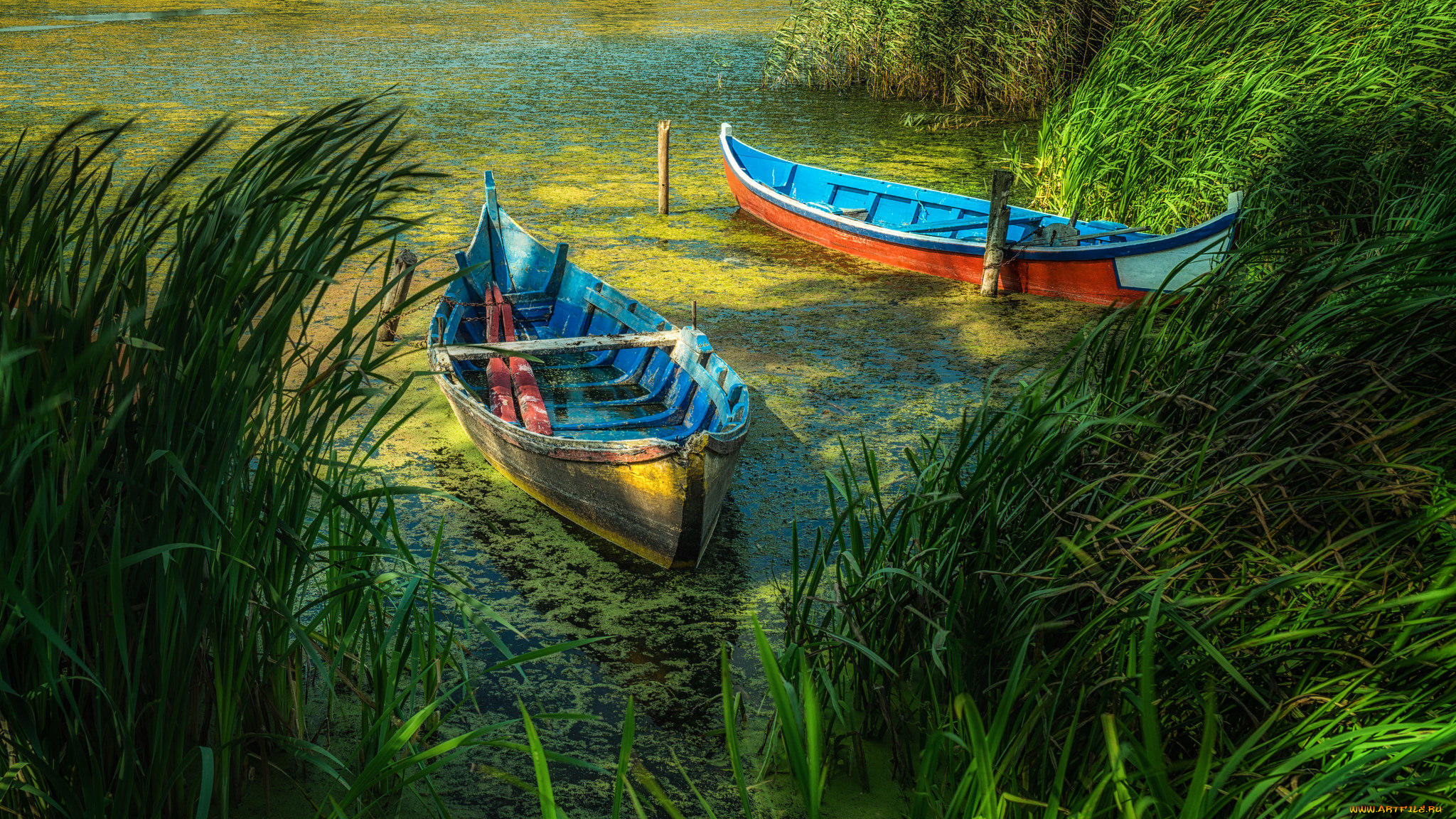 лодка озеро природа деревья трава без смс